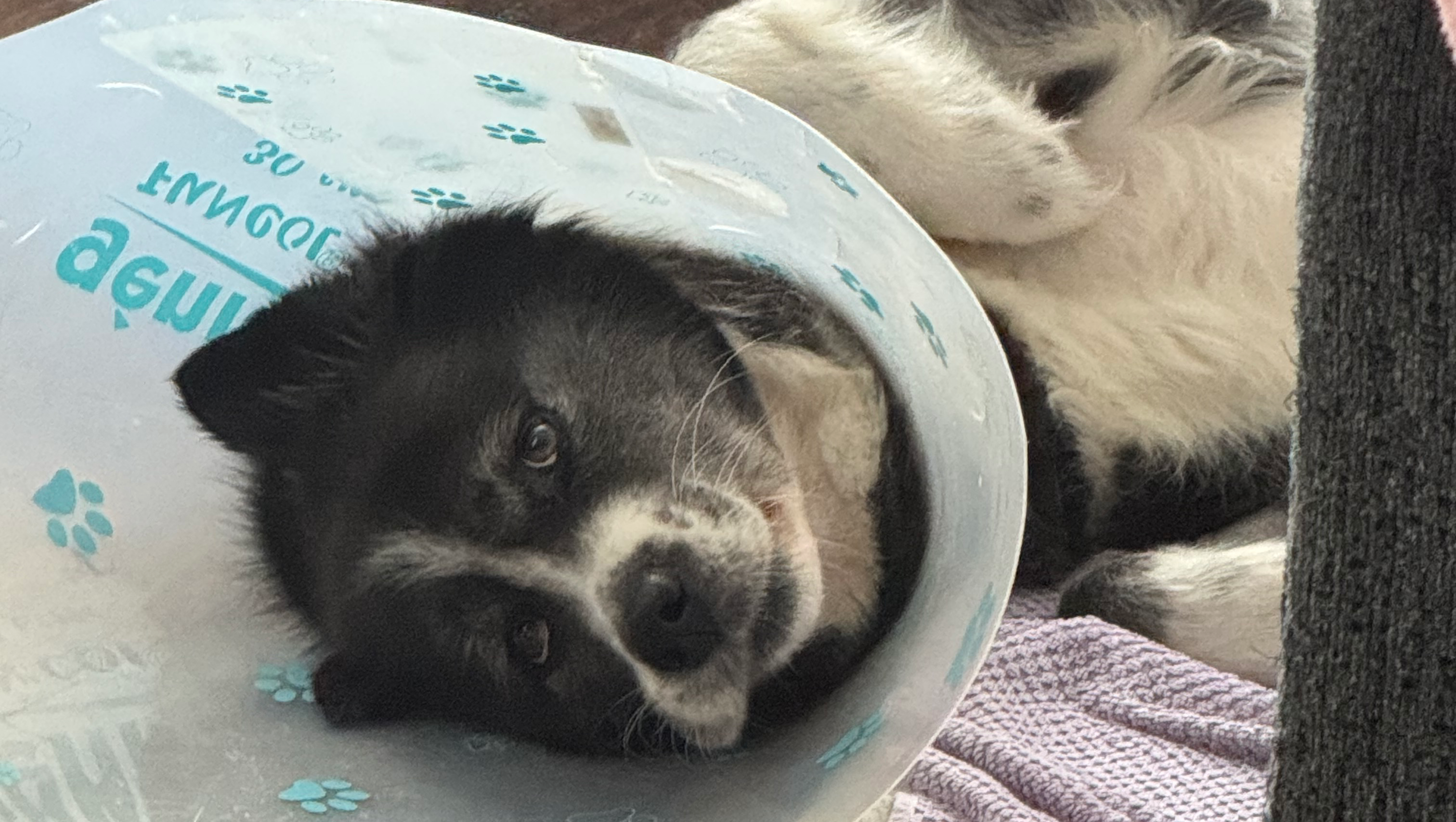 C-C-B MAY CLUB REPORT No.18～No.30まとめて Fundraiser by Mishel Kravchin : Please help Nala's Chemotherapy