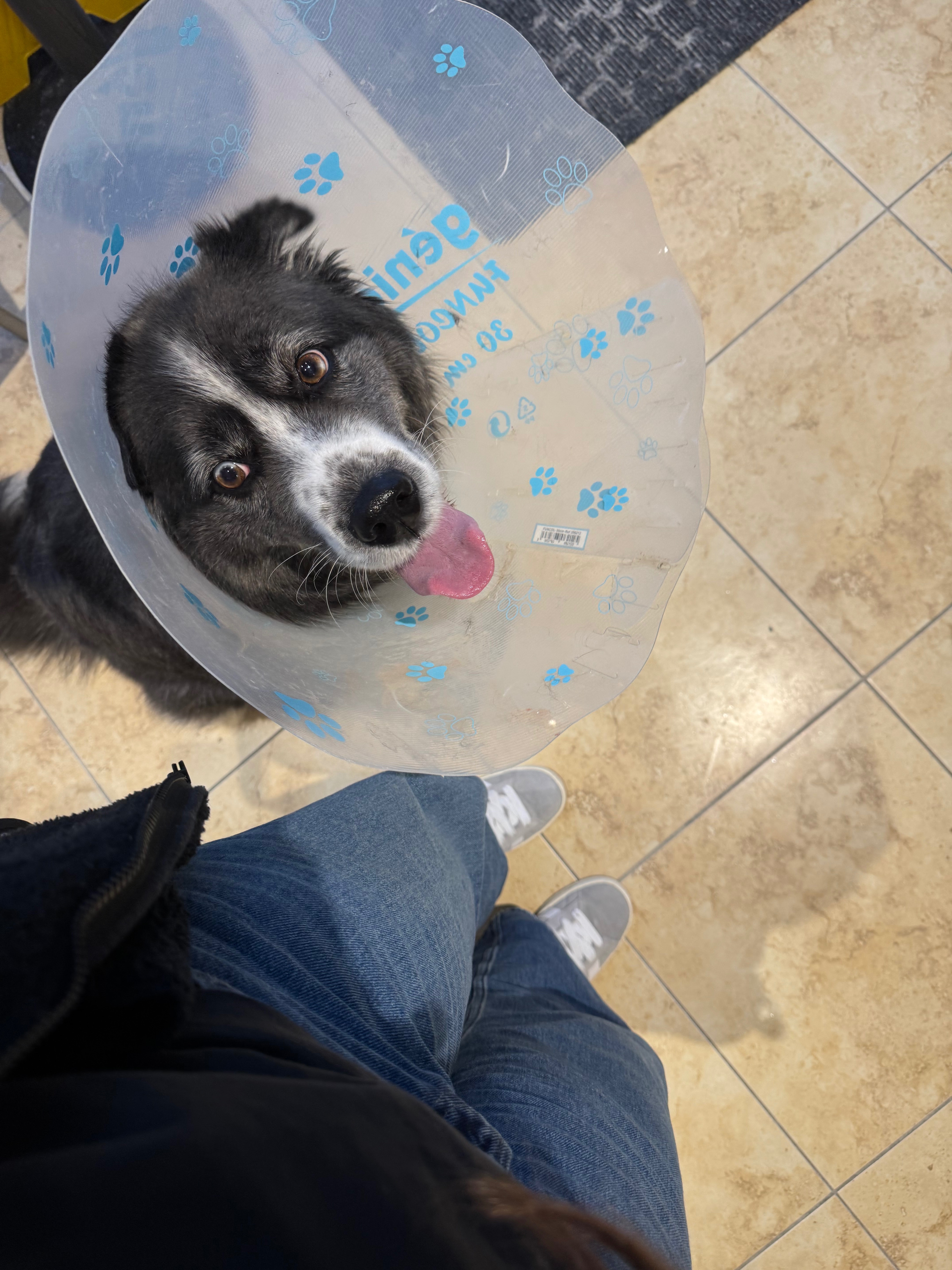 Fundraiser by Mishel Kravchin : Please help Nala's Chemotherapy