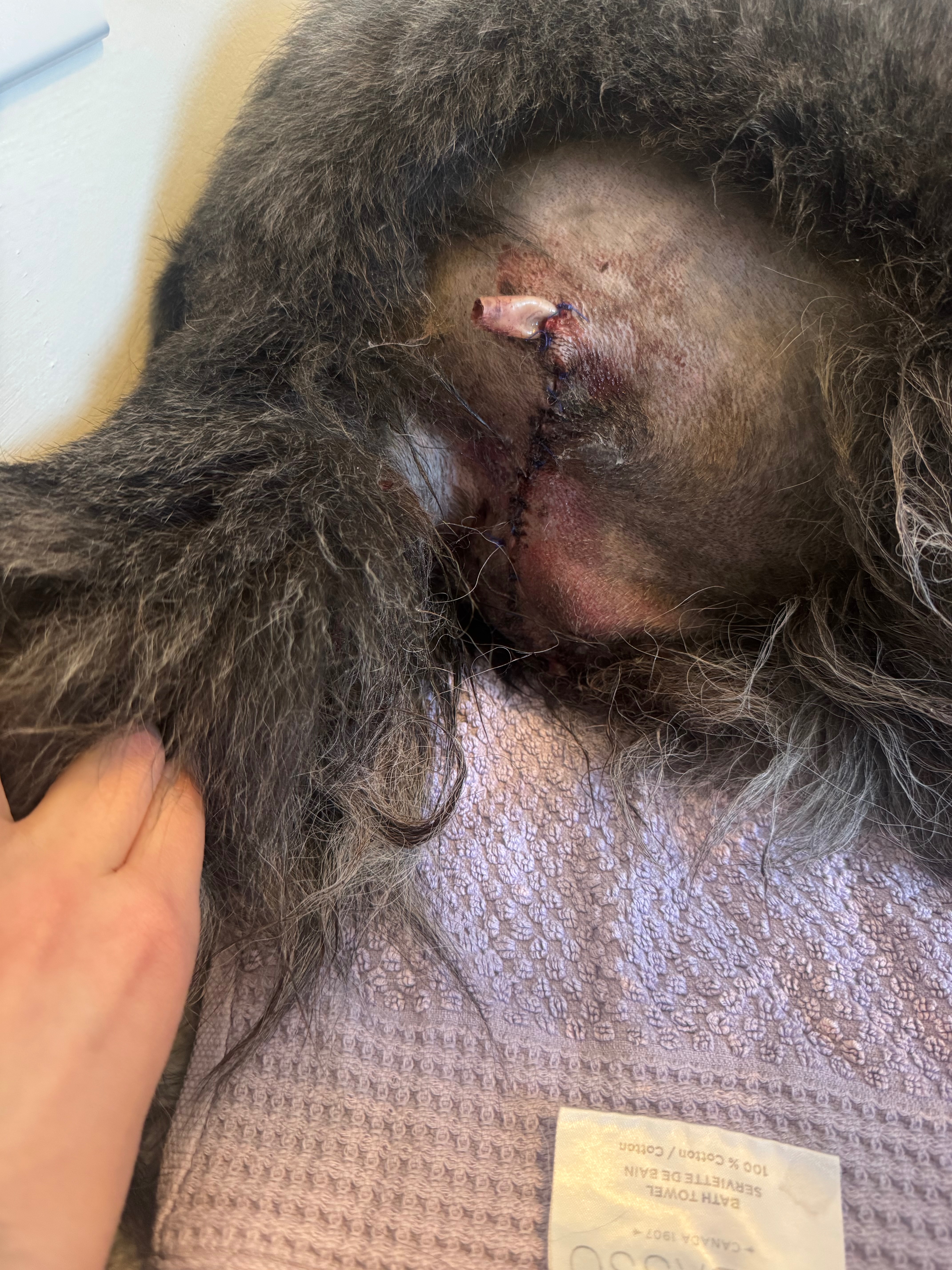 Fundraiser by Mishel Kravchin : Please help Nala's Chemotherapy