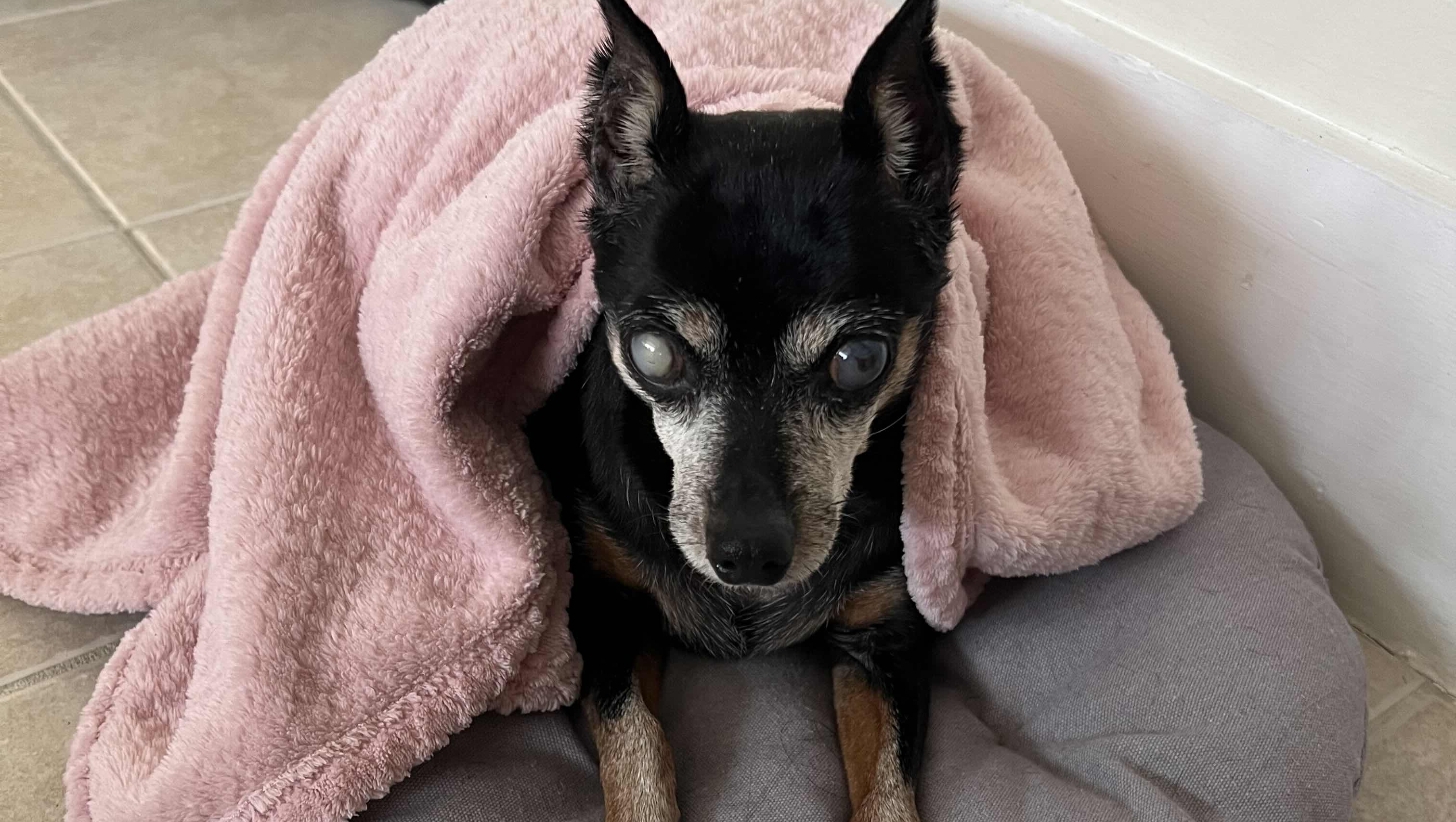 Support Minnie's Fight Against Heart Failure photo