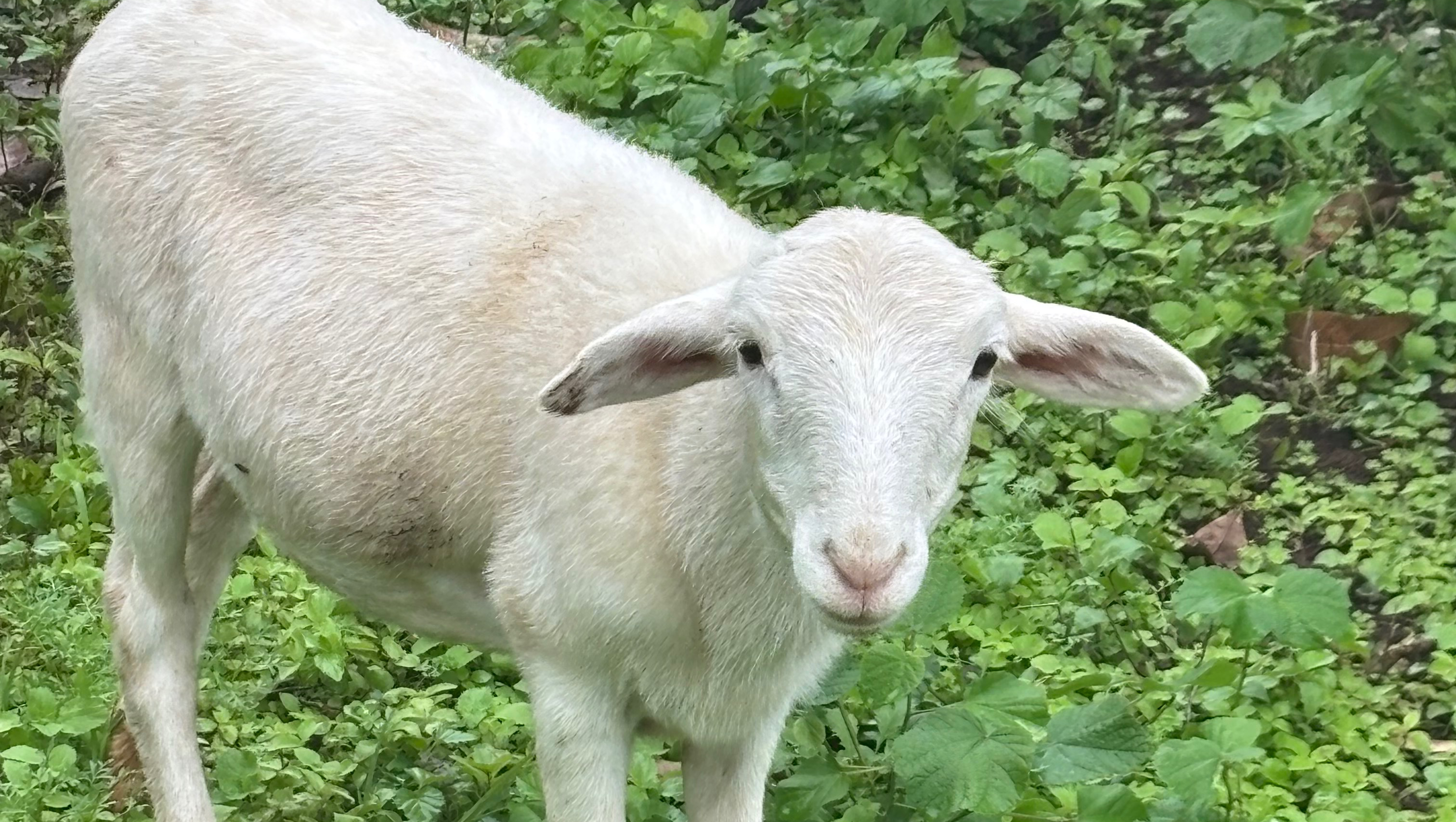 Kokua in Cleanup & Recovery of Ho’okupu Mango
