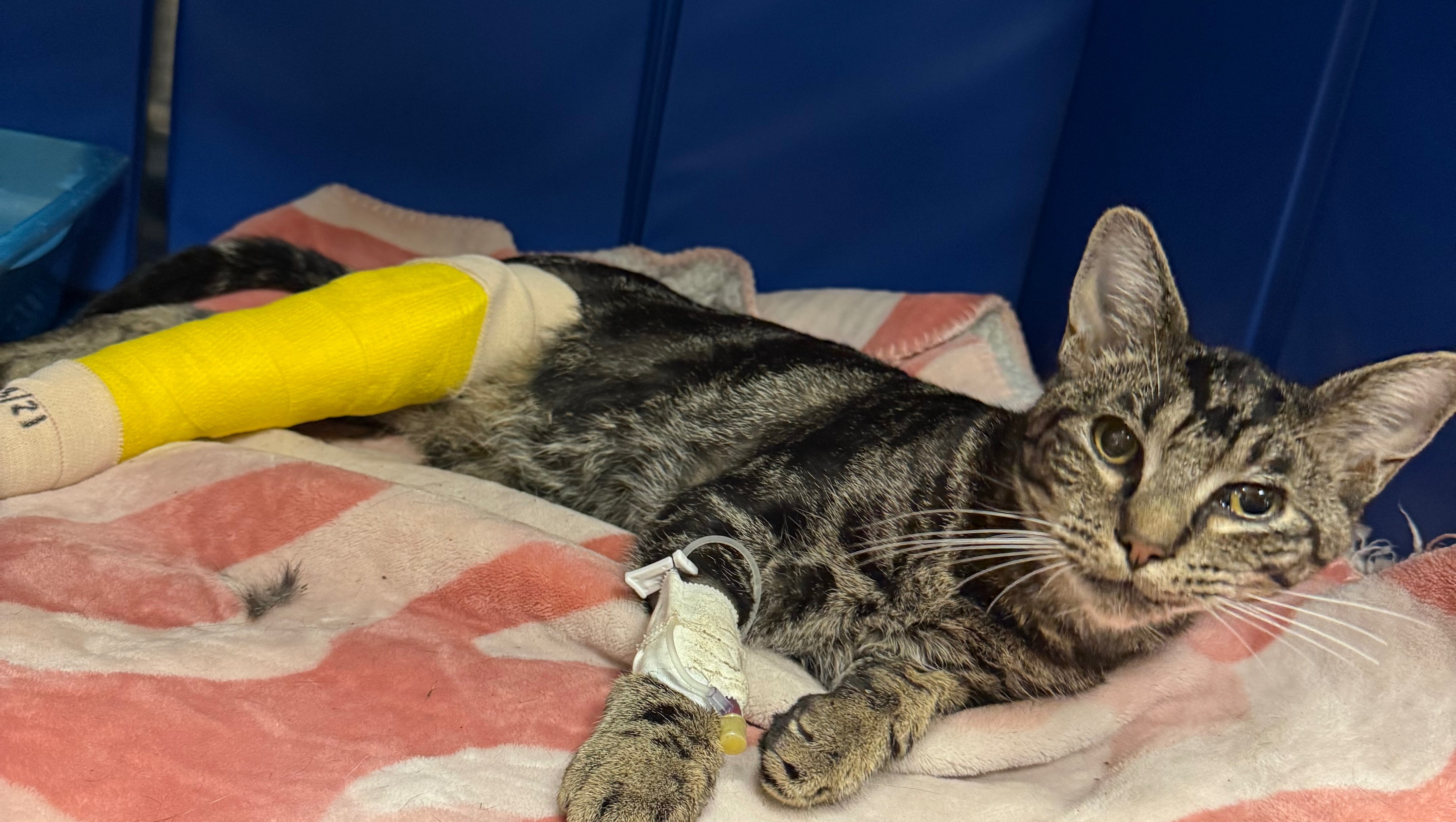 Help Thorfin the Kitten get surgery on his broken leg photo
