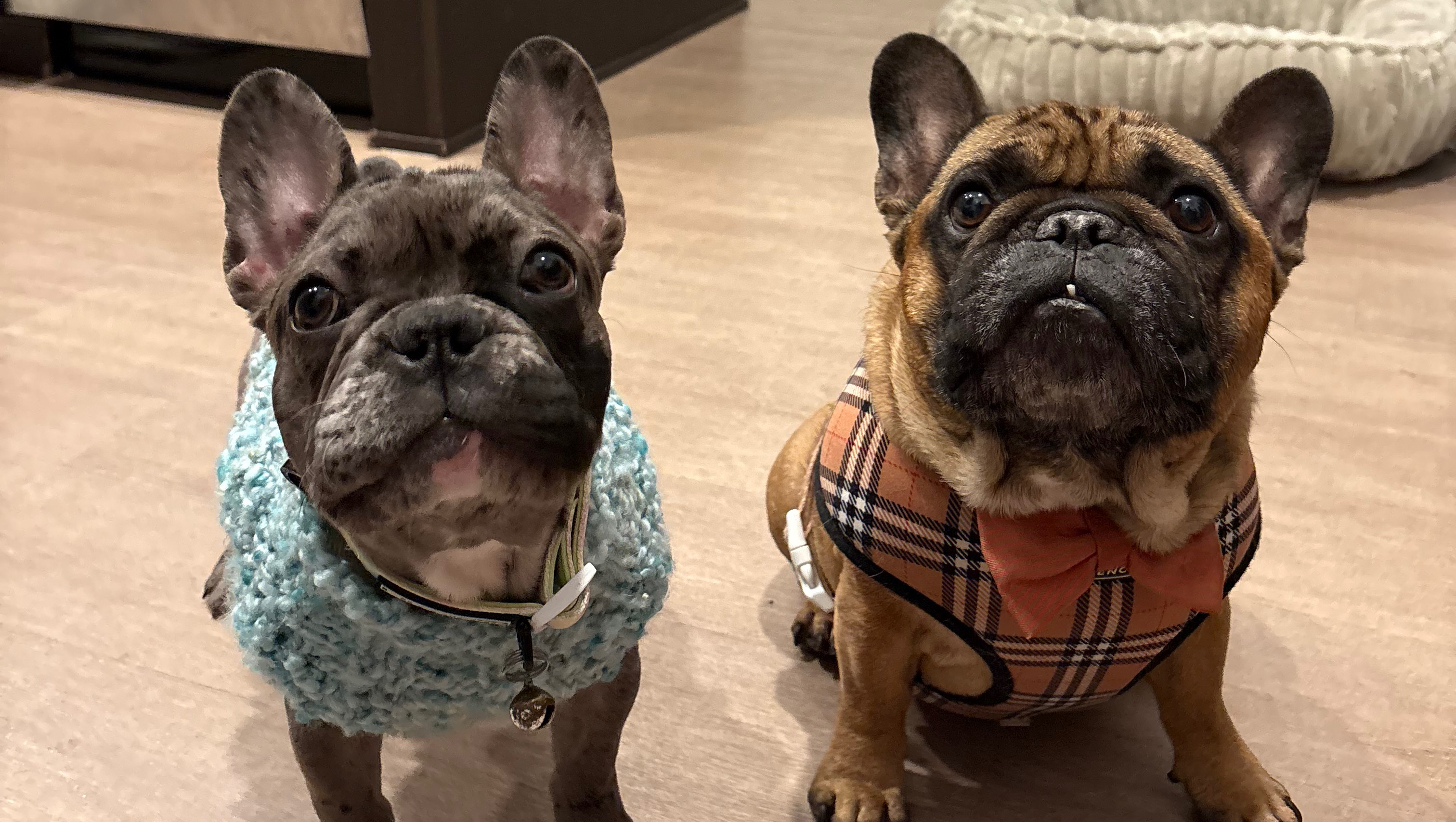 Help Sammie Get Life-Saving Heart Surgery photo
