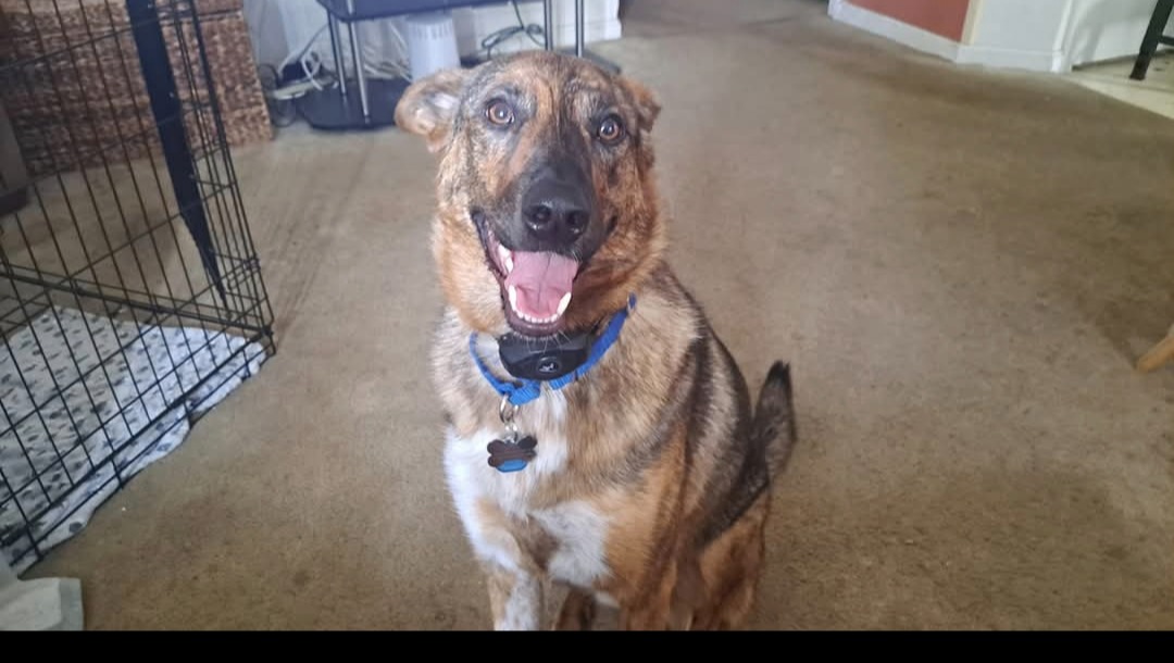 Help Bring Eva Home photo