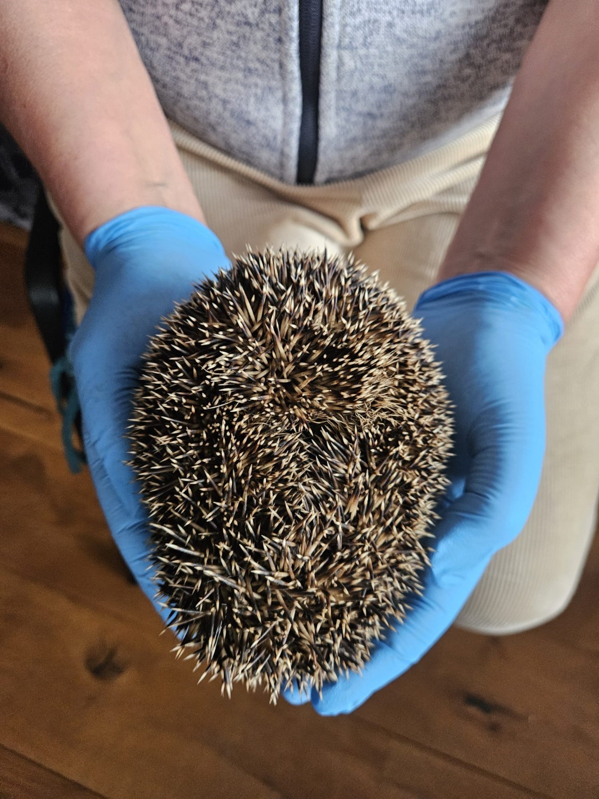 Ealing Hedgehog Friends organised campaign photo, 5 of 6