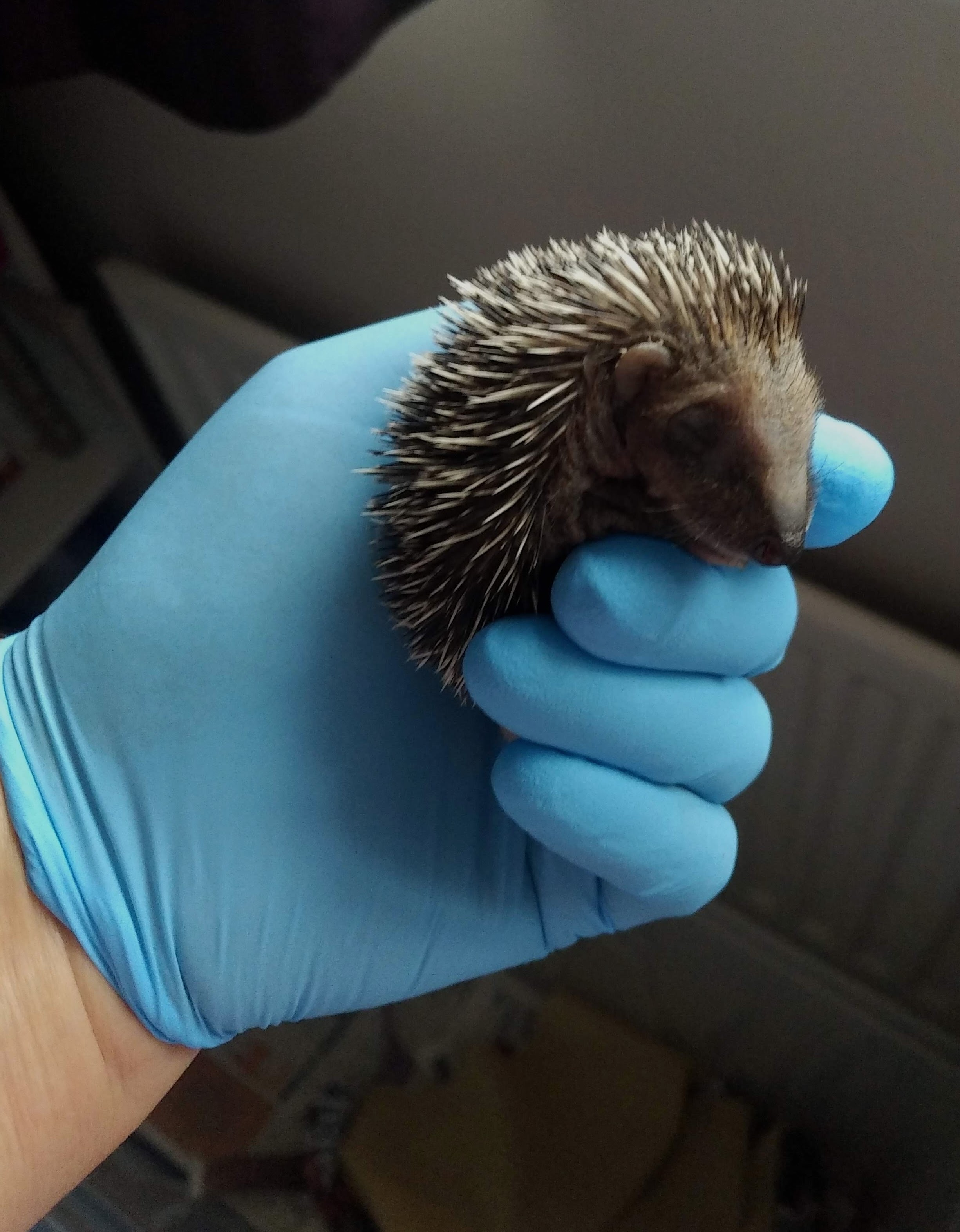 Ealing Hedgehog Friends organised campaign photo, 2 of 6