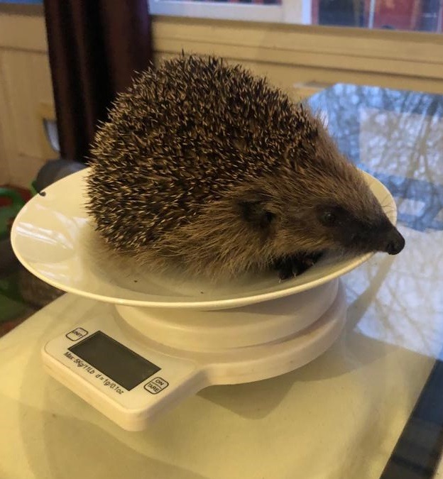 Ealing Hedgehog Friends organised campaign photo, 4 of 6