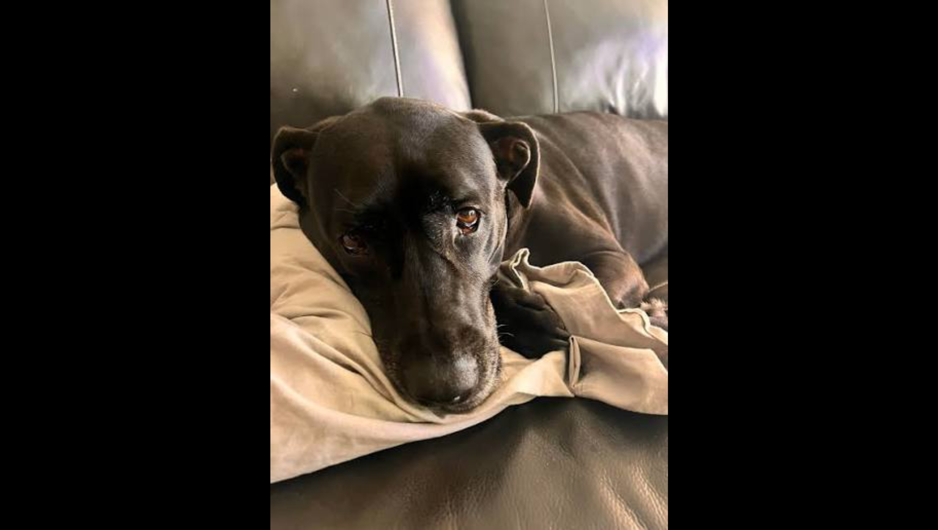 Help Thor Get Treatment & Find a Home photo