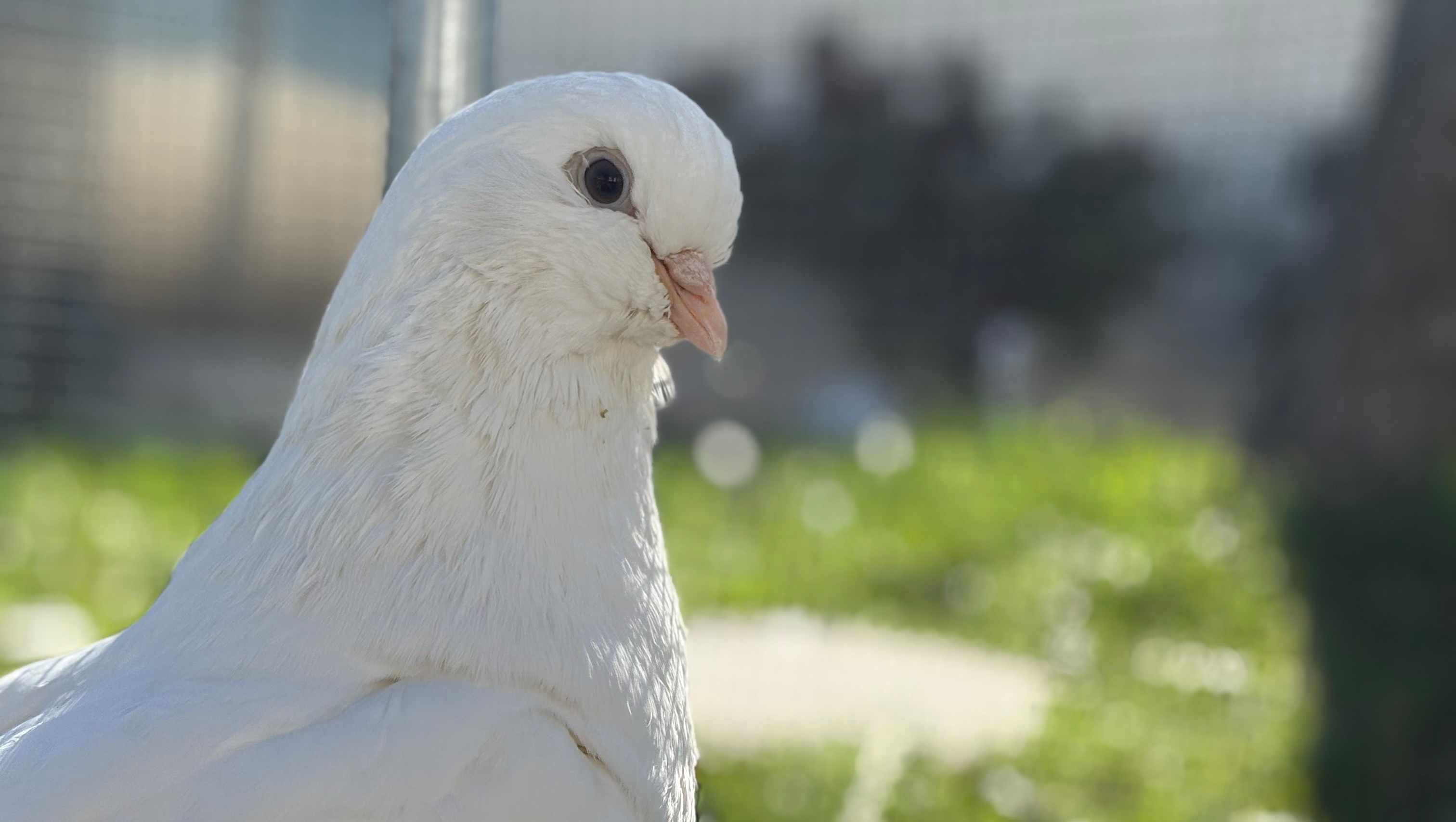 Care for Dumpling: Fighting Mystery Illness