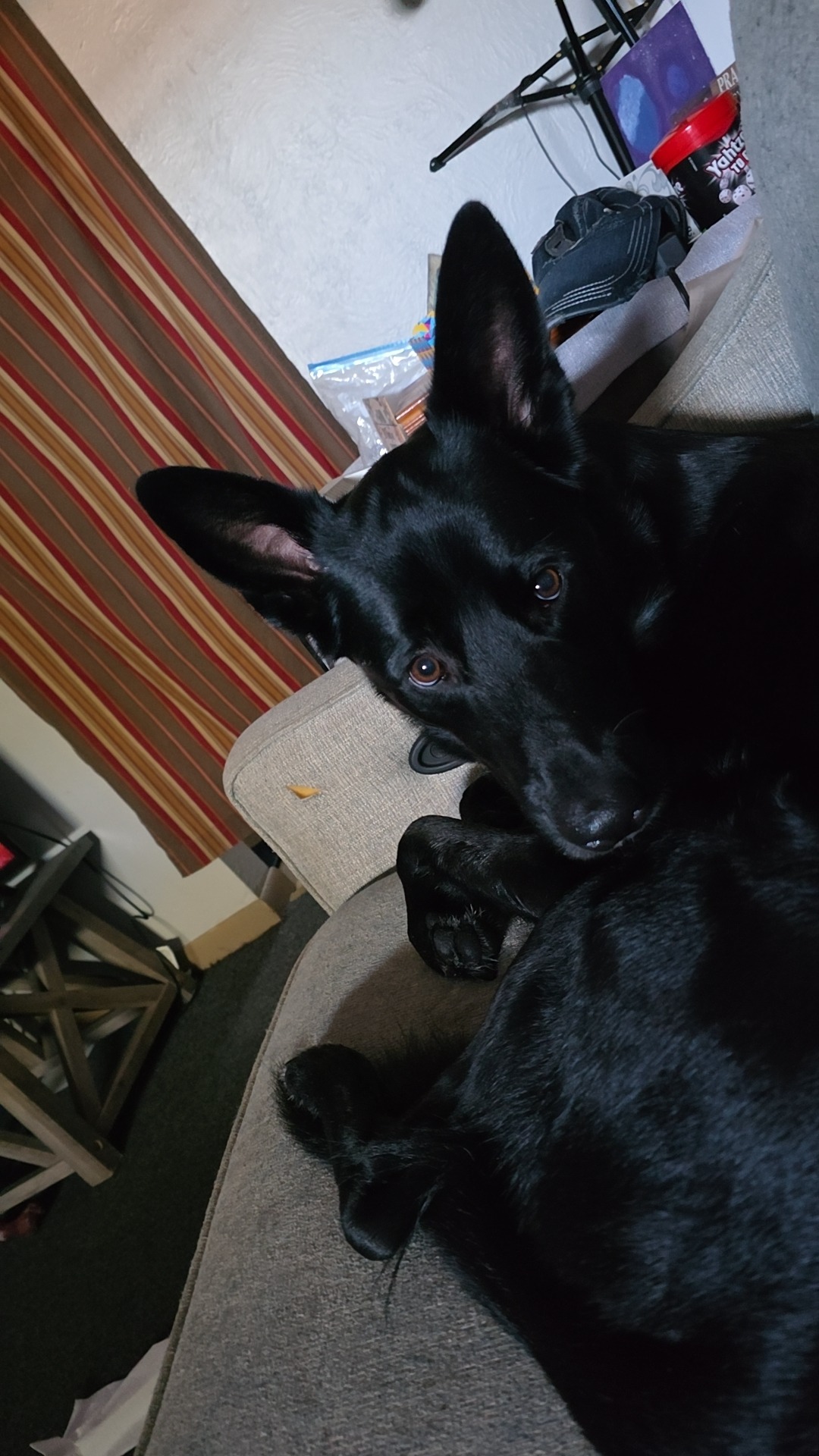 Help Odin Stay With Me campaign photo, 2 of 7