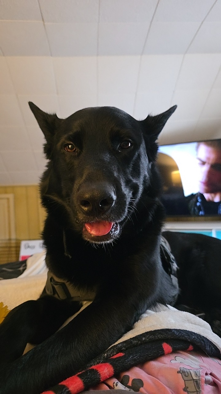 Help Odin Stay With Me campaign photo, 6 of 7
