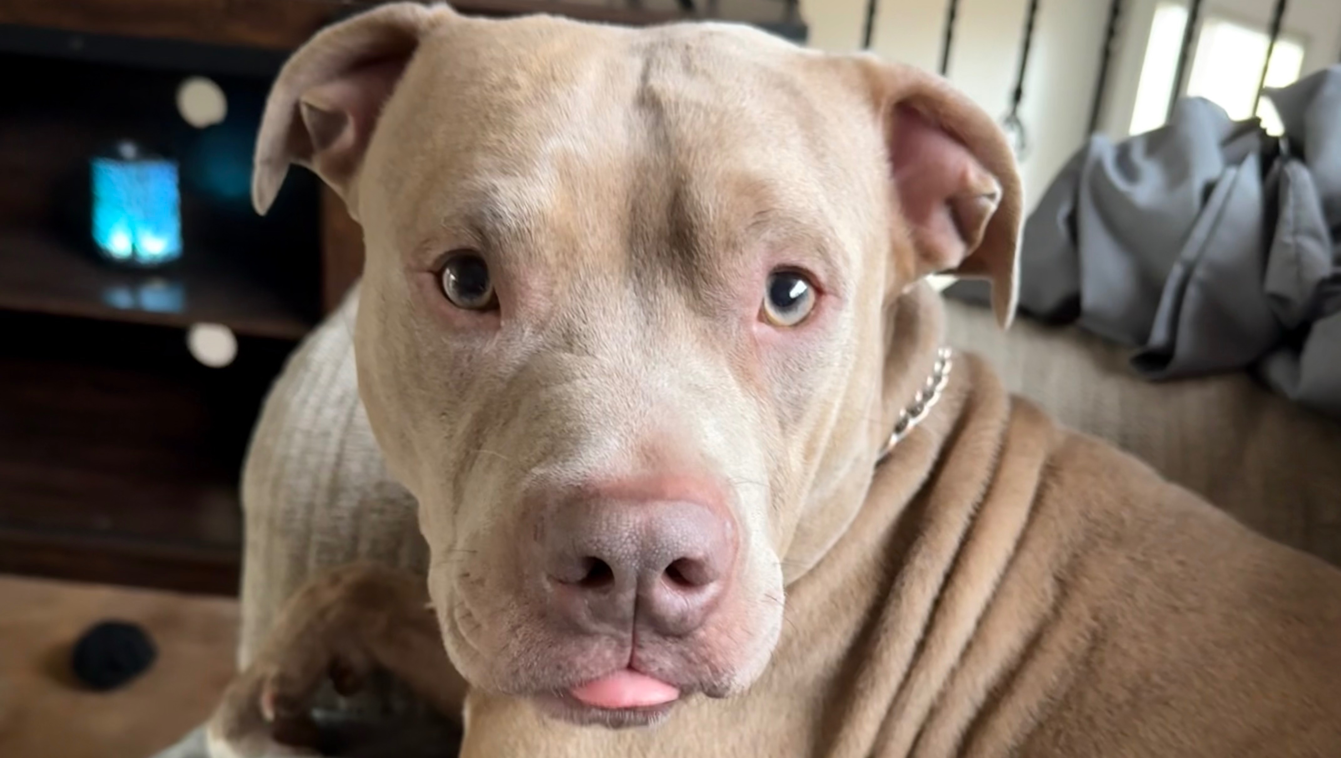 Fundraiser by Kipsi Dellinger : Help Save Cain: Emergency Surgery Needed