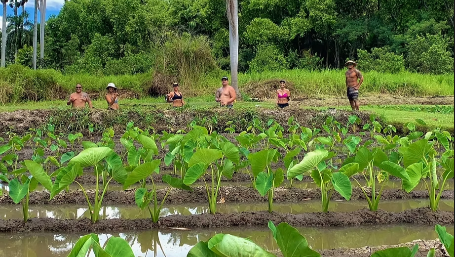 Help Ka Lo'i O Kamananui Recover from Flooding