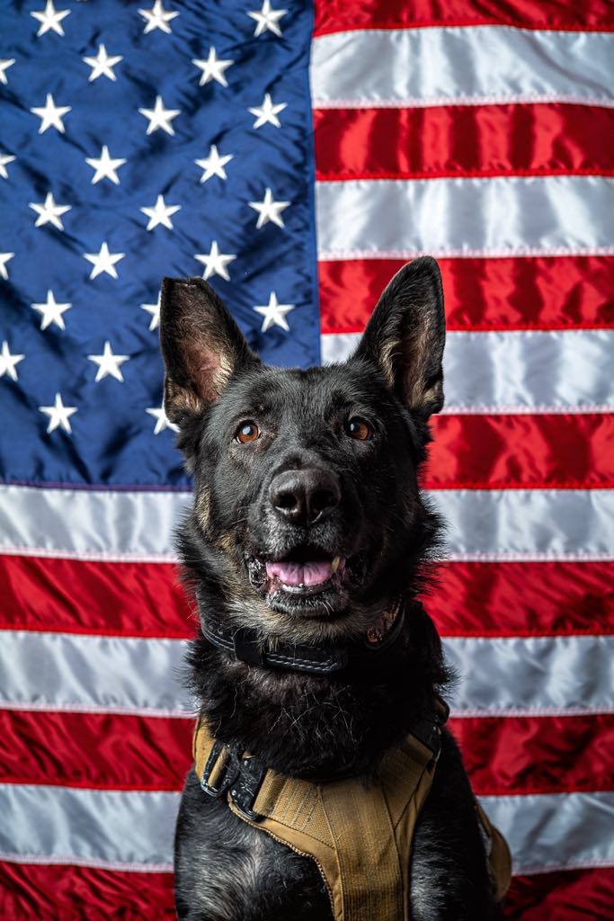 Help for Harley - Our Recently Retired K9 Hero campaign photo, 4 of 5