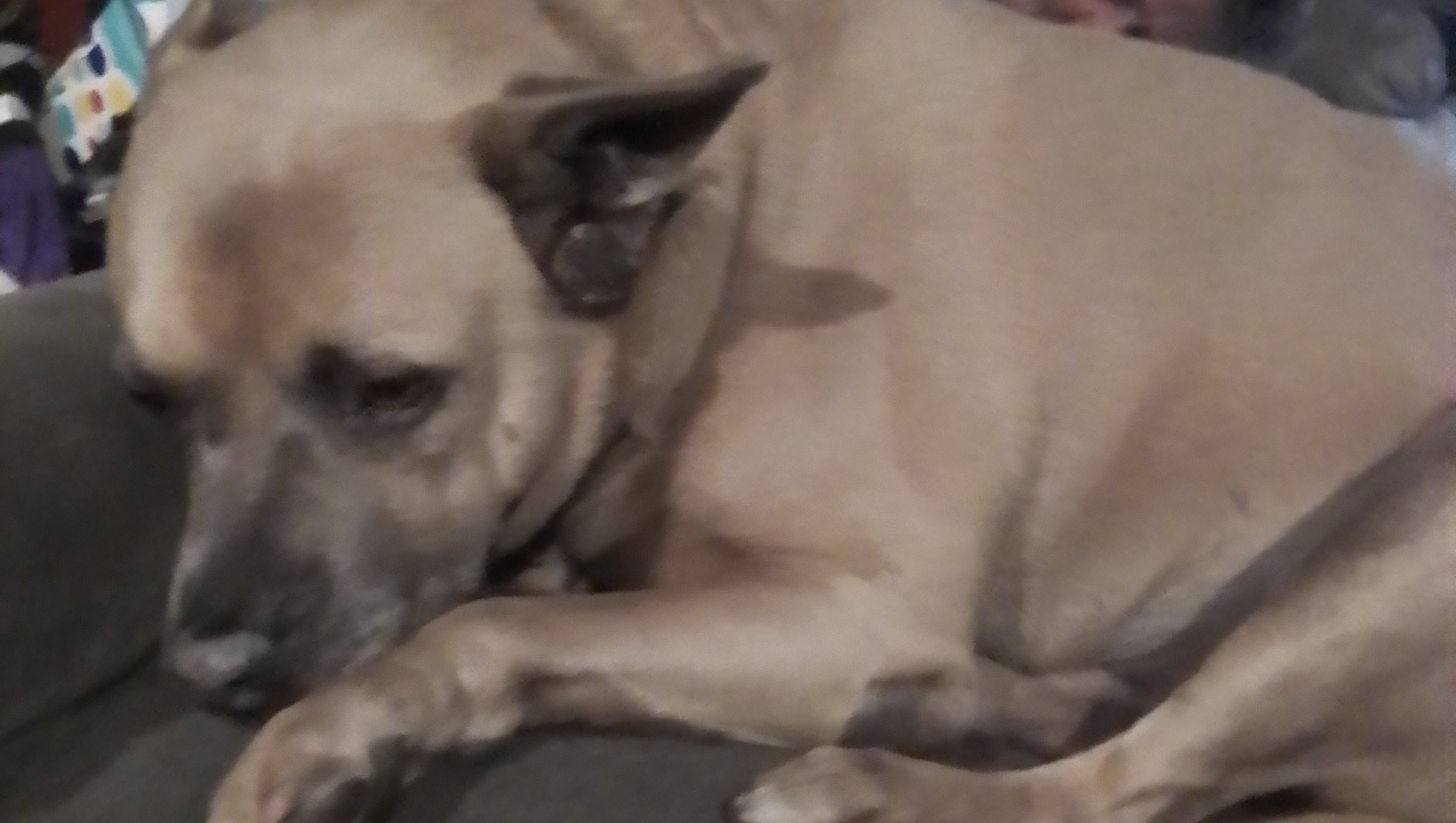 Help Bring My Pet’s Ashes Home