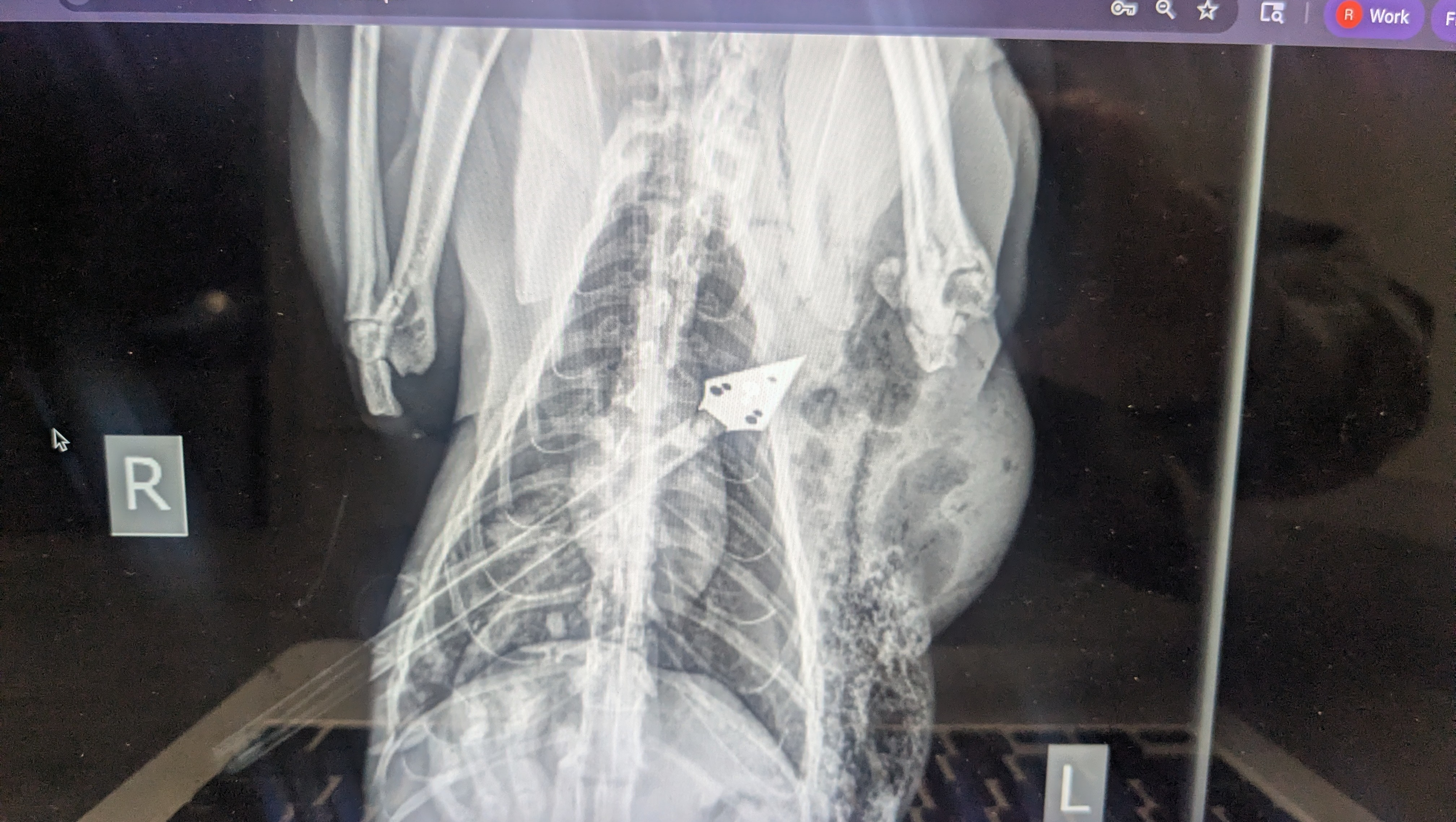Fundraiser by Jan Anderson : HELP CAT SHOT WITH ARROW!!