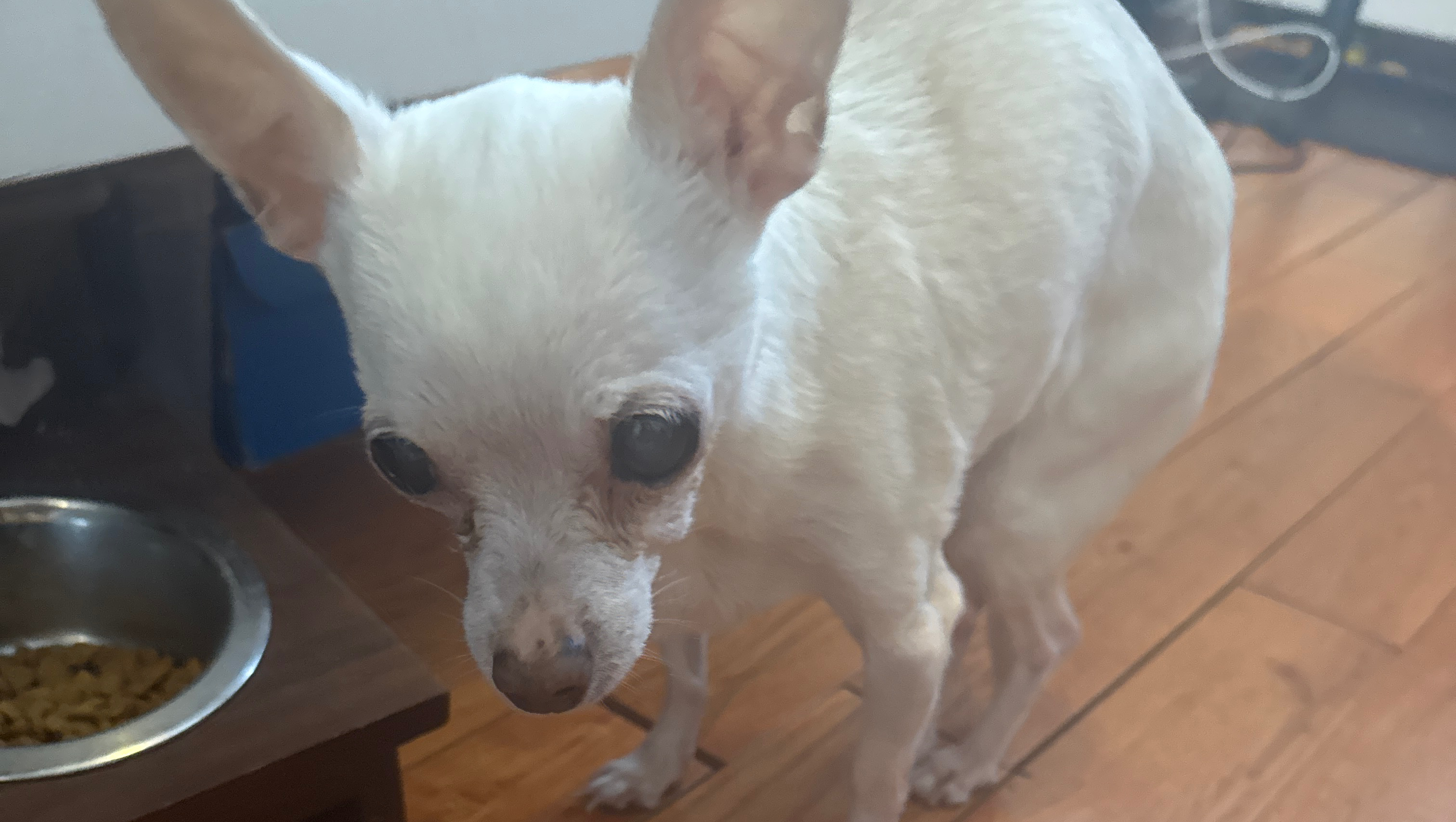 My Dog Is Suffering and We Need Urgent Help photo