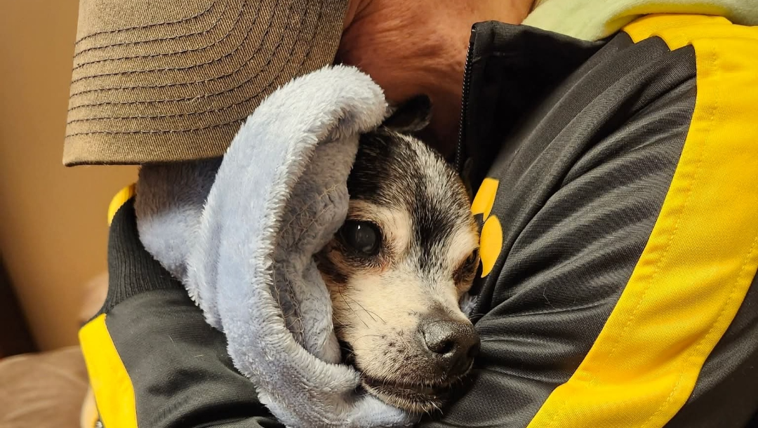 Help me bring my baby Sammies ashes home photo