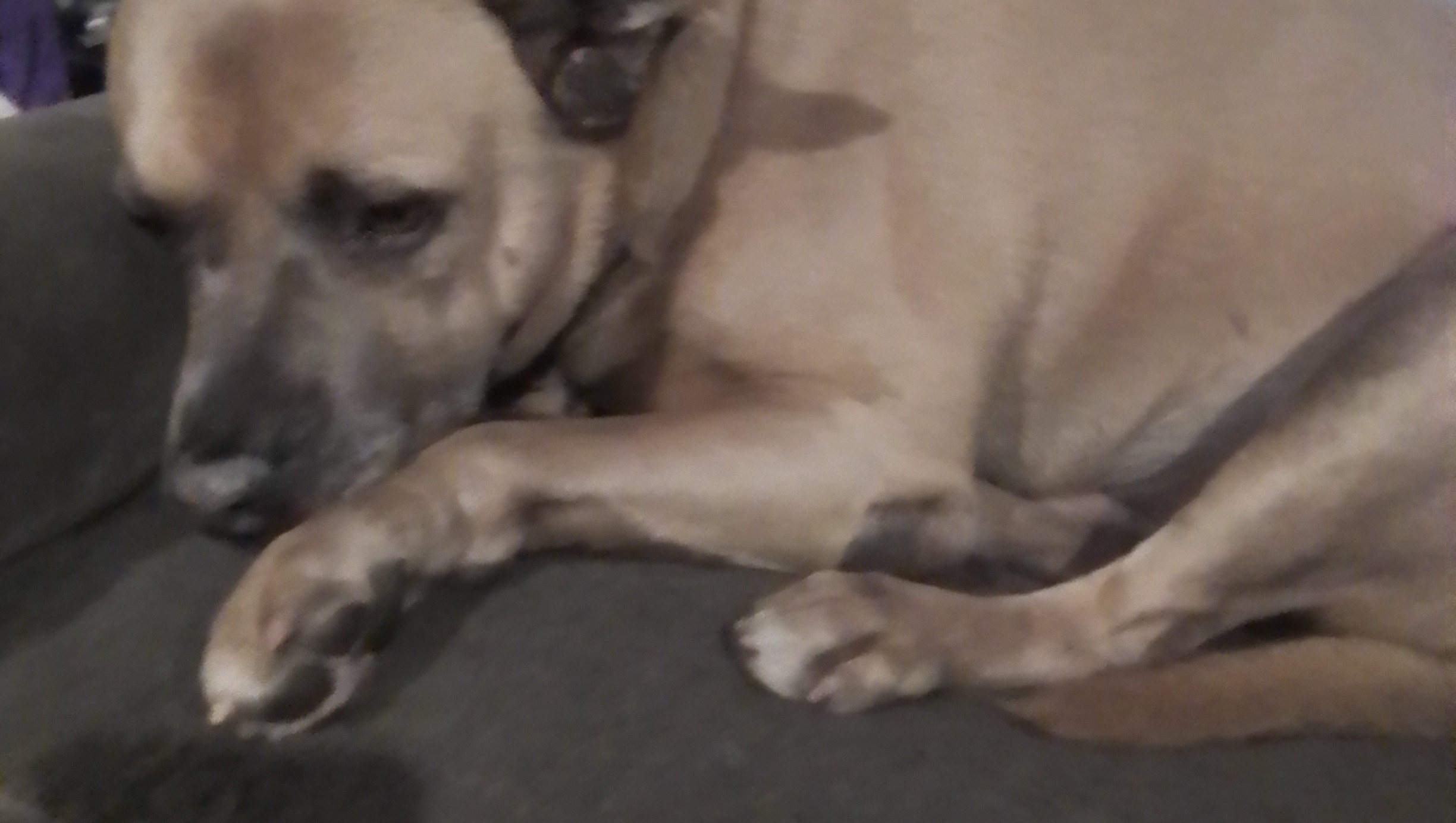 Support for Cam’s Vet Expenses