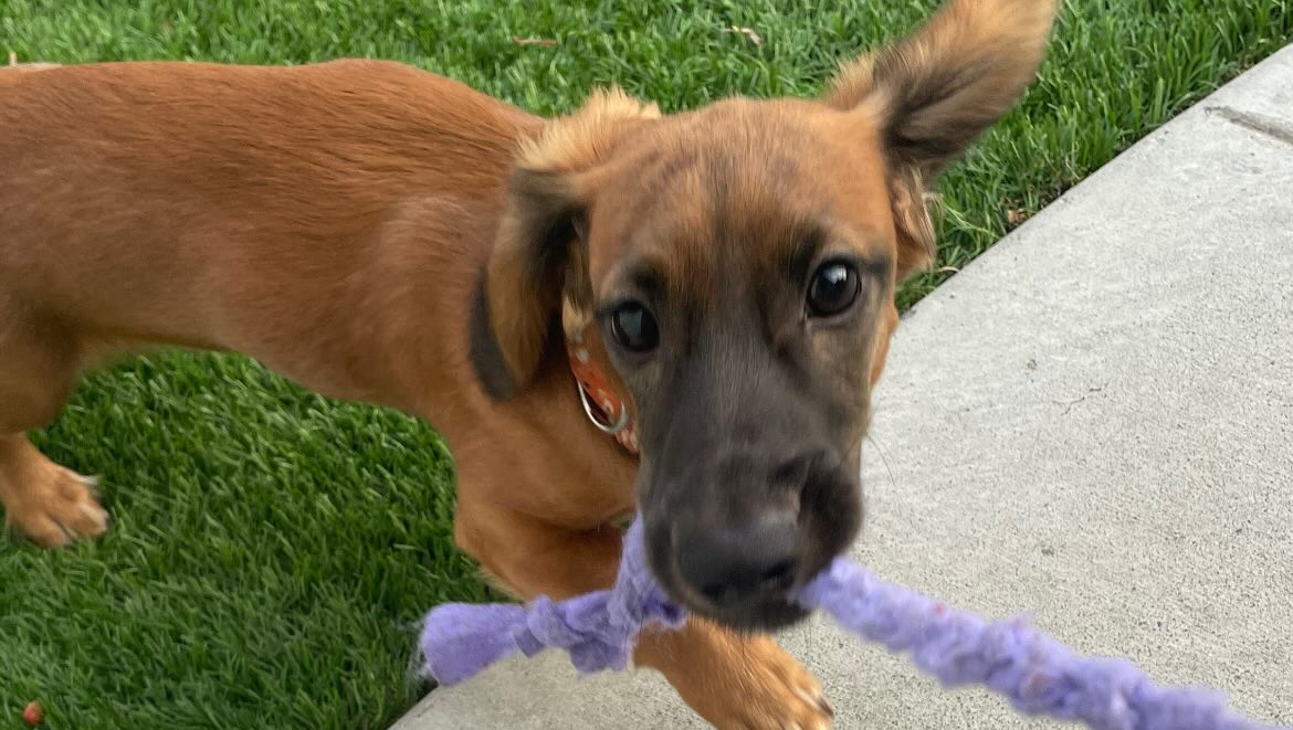 Help George Recover from Parvo photo