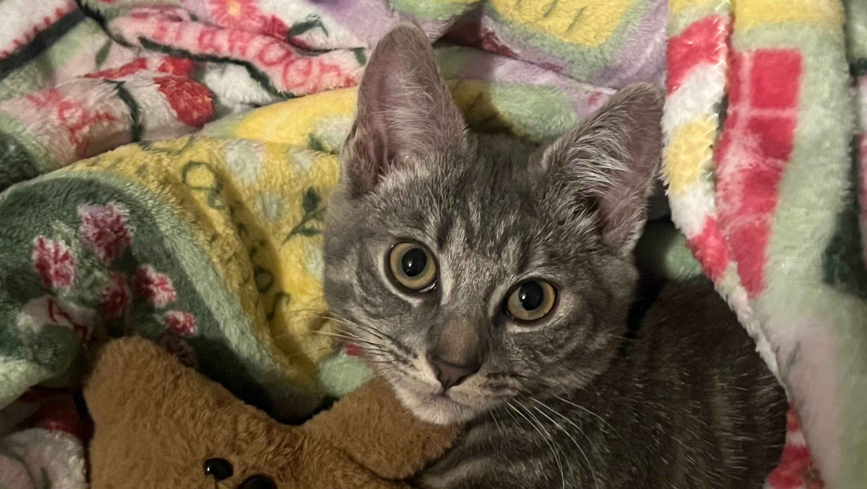 Help Kali get her vaccination photo