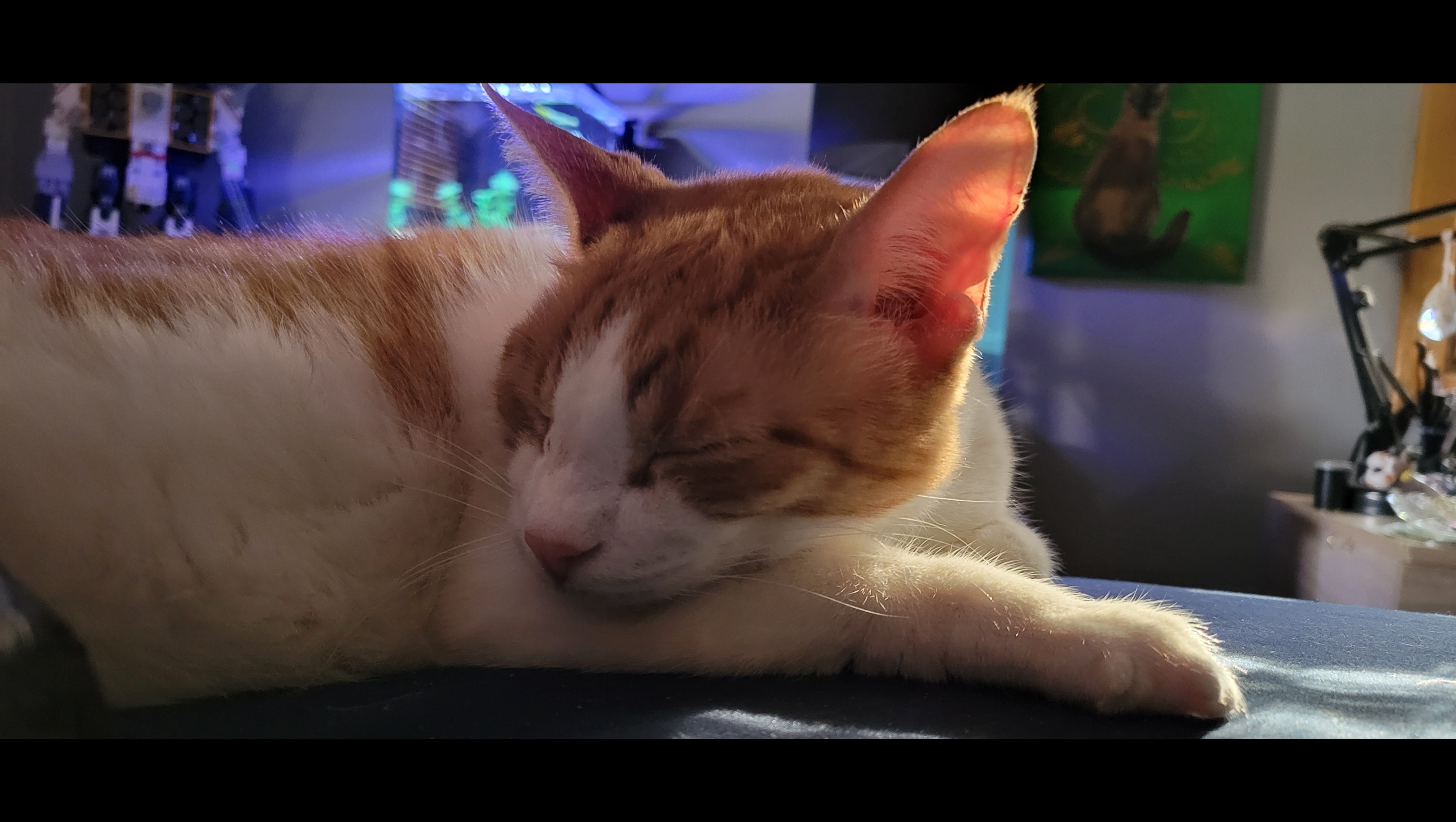 Help Rosie Overcome Health, Vet, and Financial Struggles.