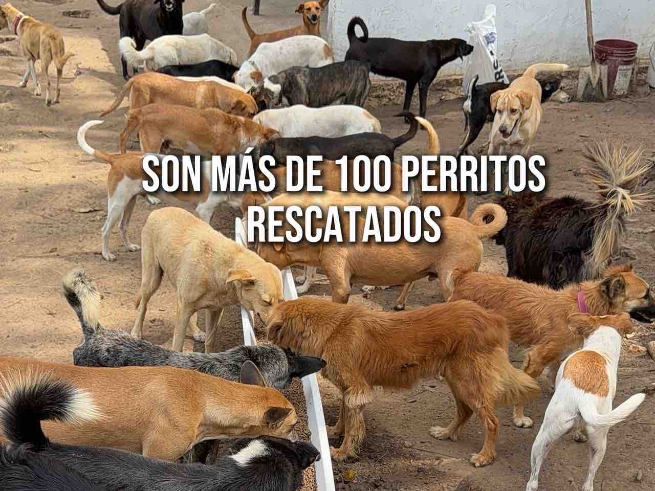 Support Mi Primer Rescate's 100 Rescued Pets campaign photo, 2 of 7
