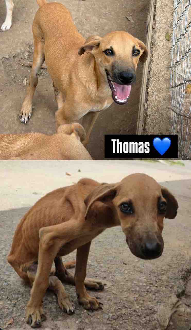 Support Mi Primer Rescate's 100 Rescued Pets campaign photo, 4 of 7