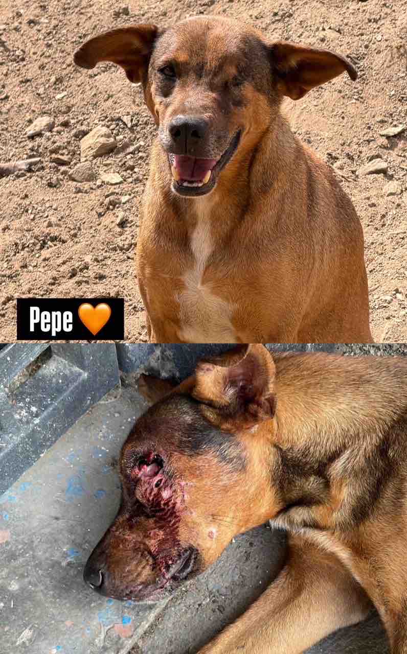 Support Mi Primer Rescate's 100 Rescued Pets campaign photo, 5 of 7