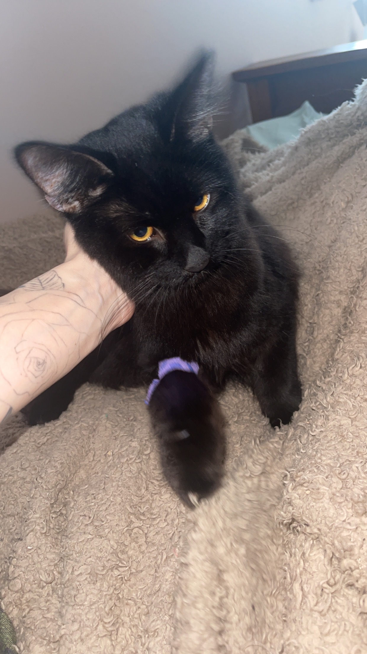 Turning Empty Spaces into Safe Havens for Rescue Cats campaign photo, 7 of 8