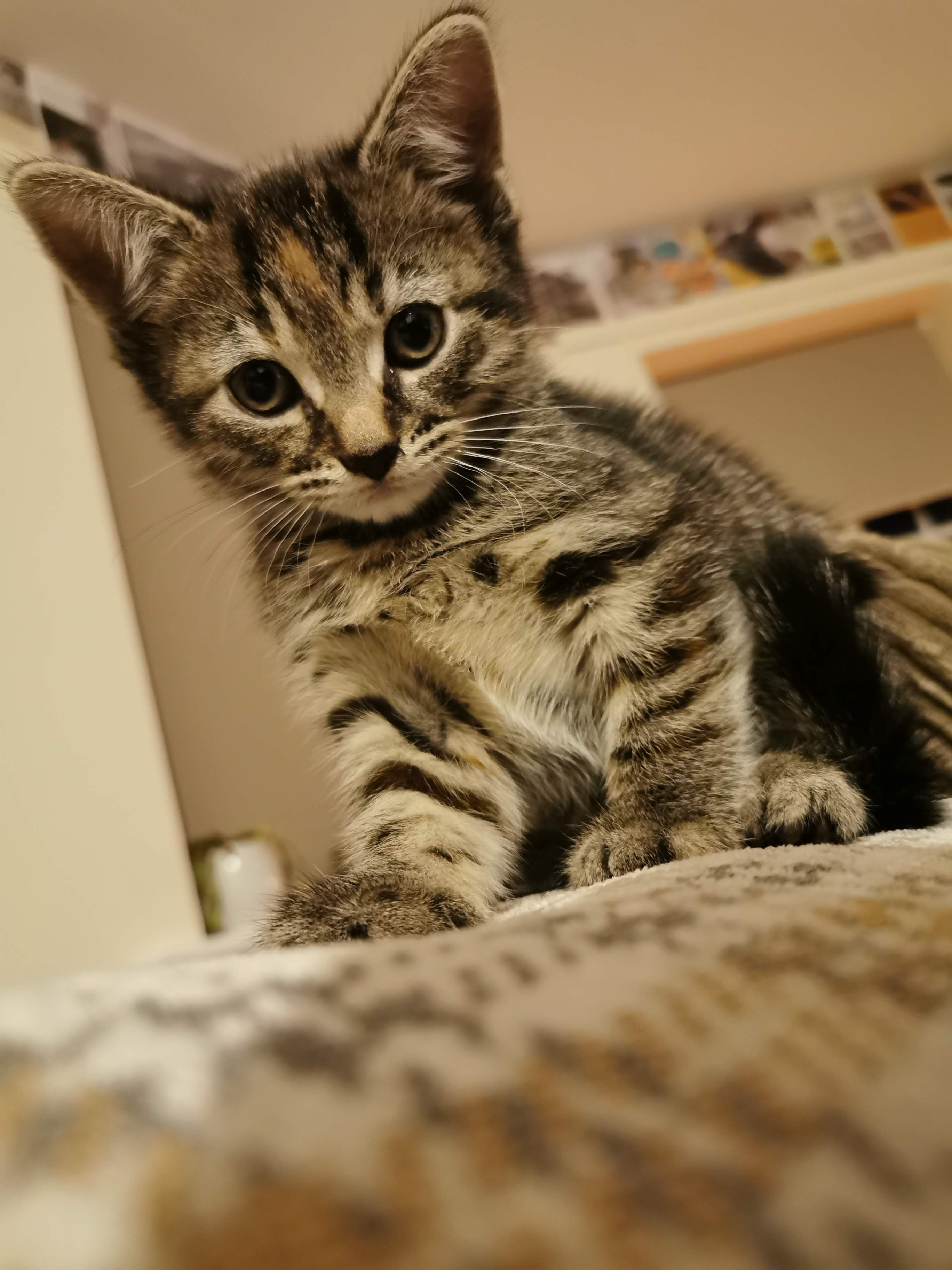 Turning Empty Spaces into Safe Havens for Rescue Cats campaign photo, 2 of 8