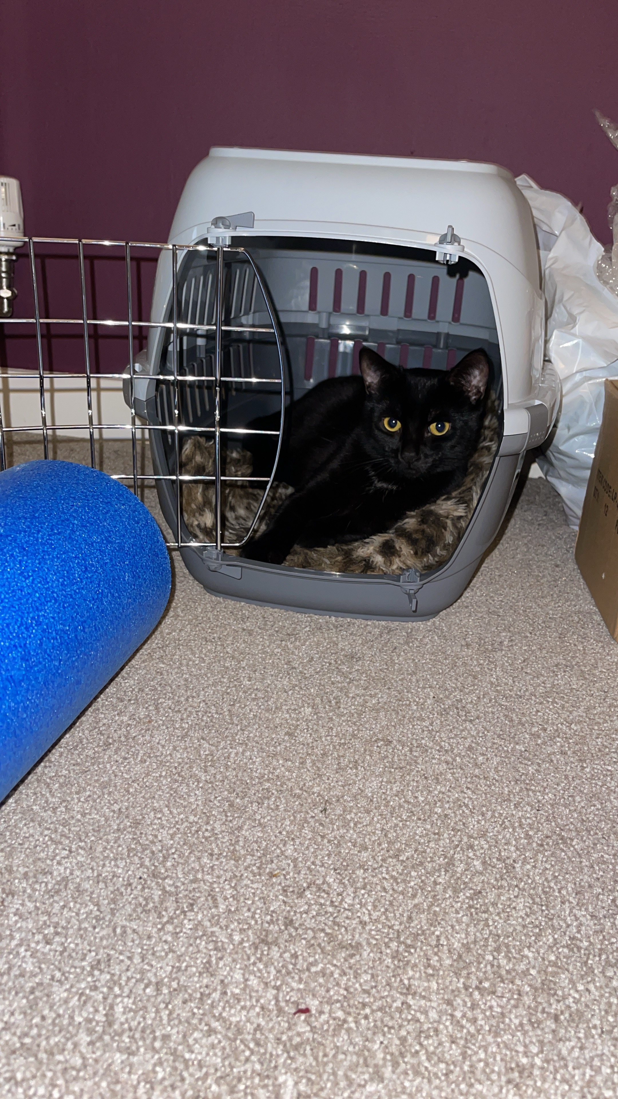 Turning Empty Spaces into Safe Havens for Rescue Cats campaign photo, 4 of 8