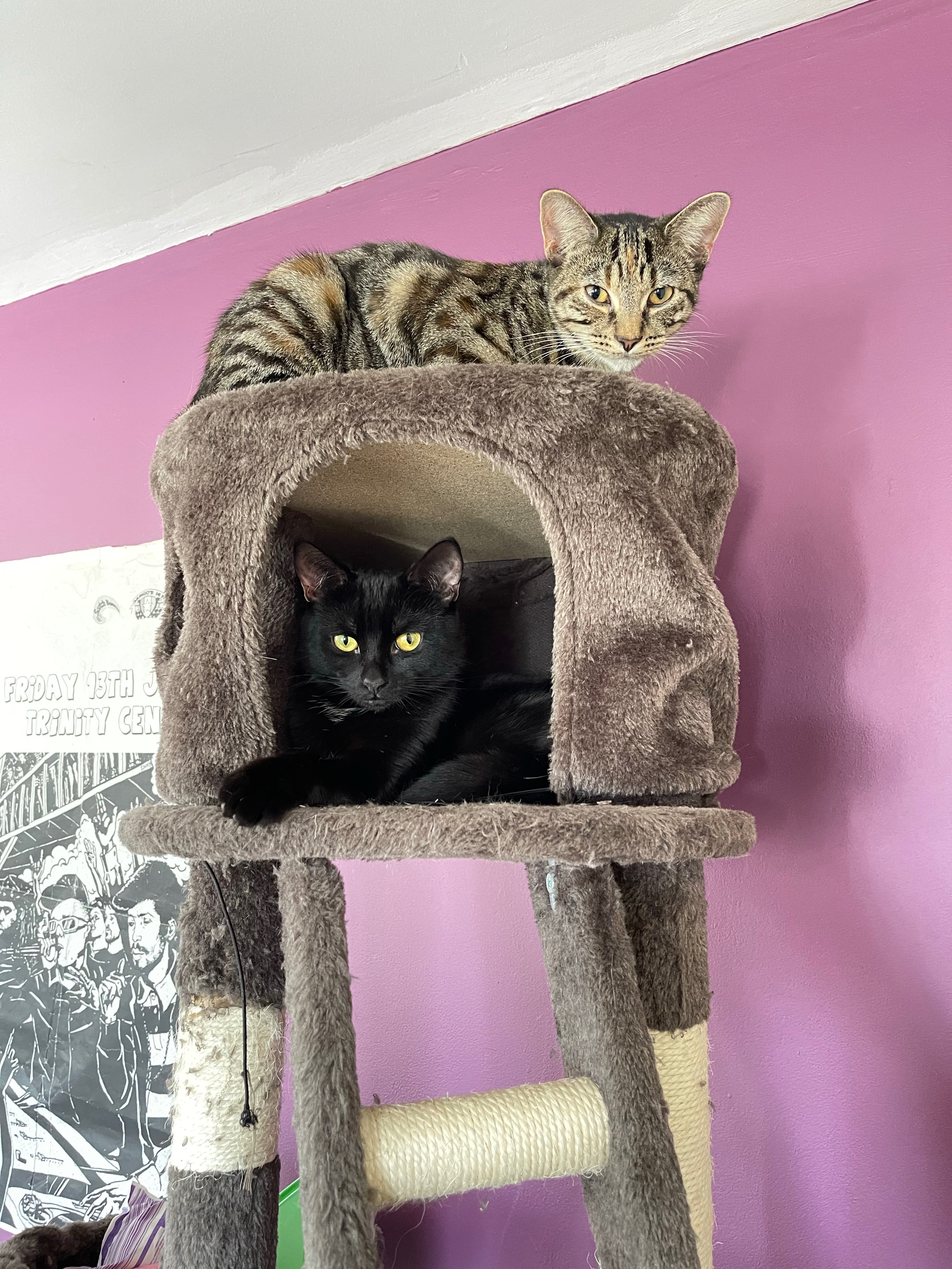 Turning Empty Spaces into Safe Havens for Rescue Cats campaign photo, 5 of 8