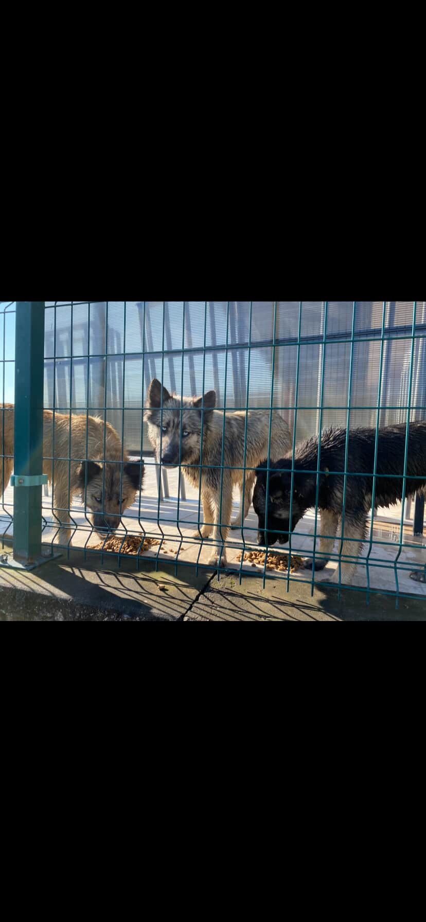 Red zwerfdieren in Turkije uit de dodenkampen campaign photo, 7 of 8