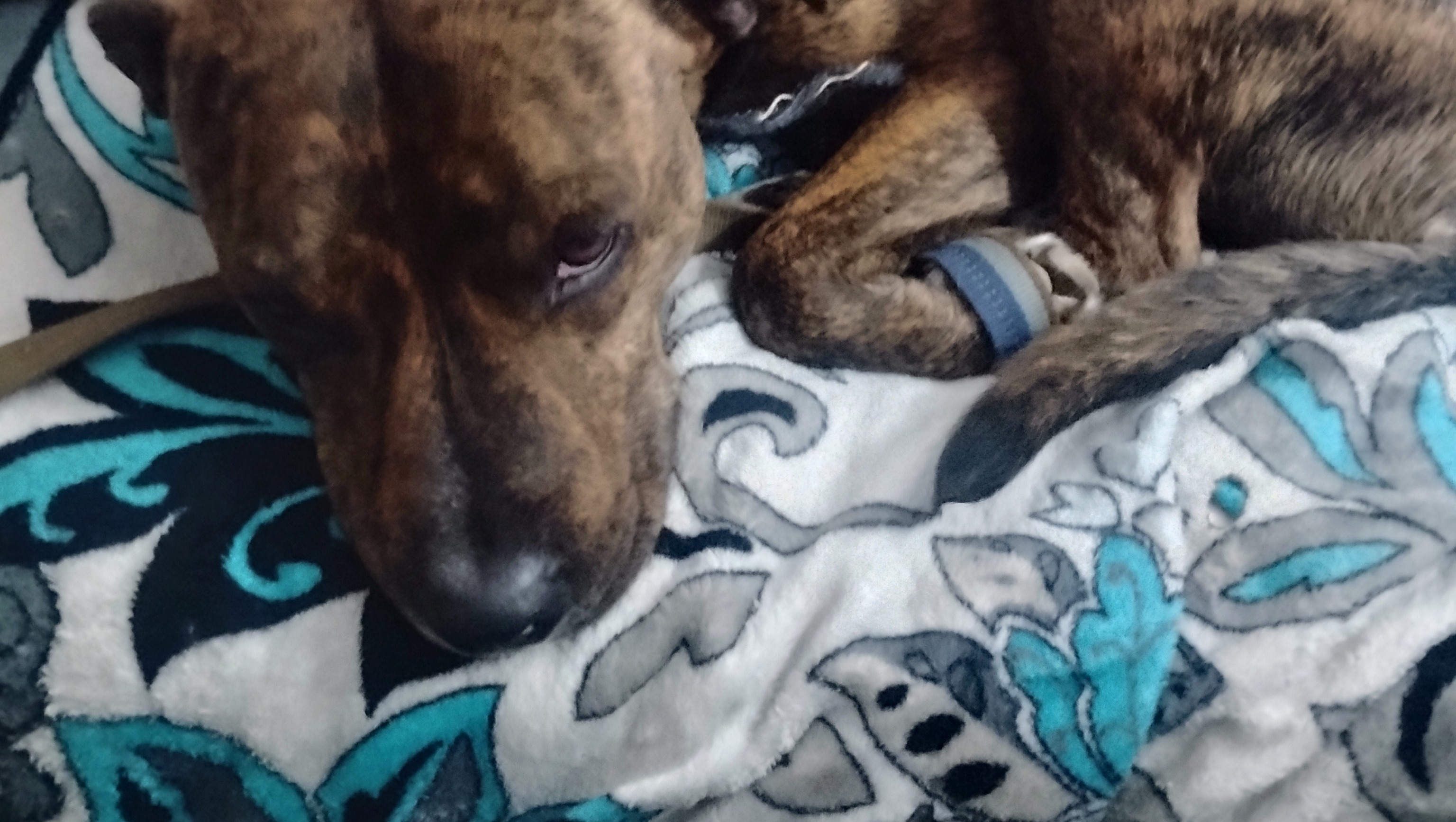 Help Rufus get home to his family photo
