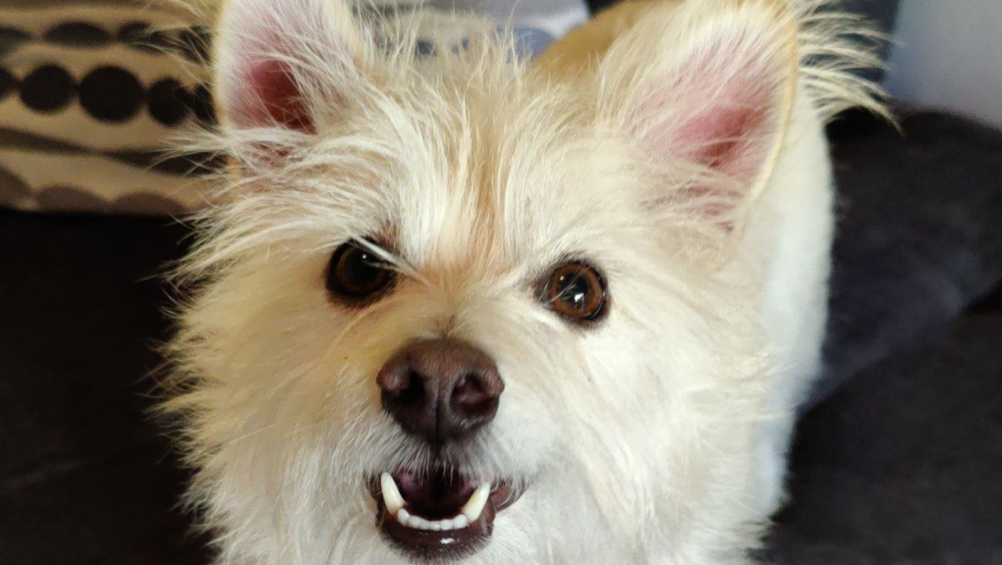 Help Krypto Get Lifesaving Care photo