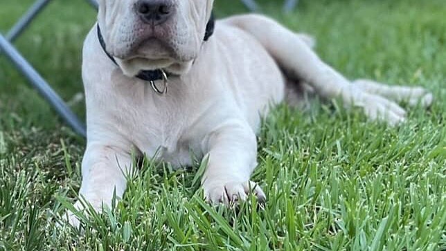 Get Mia to Her Forever Home photo