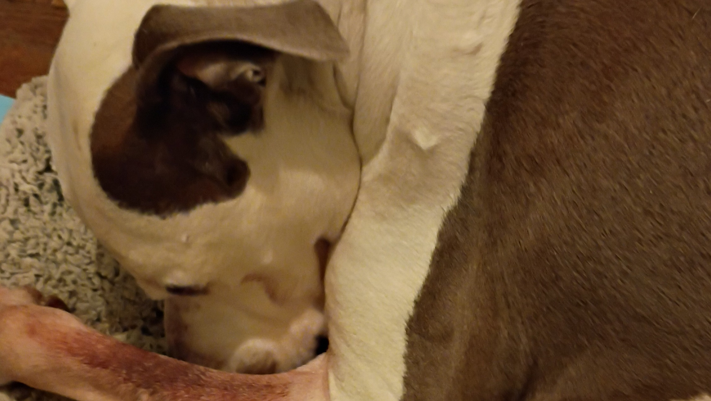 Help Capone Find Peace photo