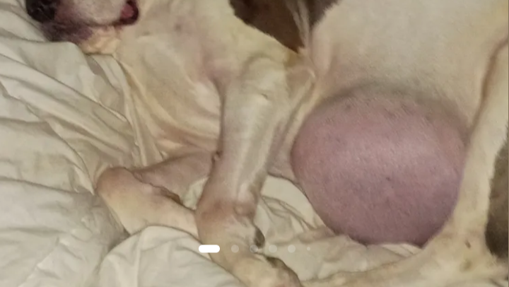 Help Capone Find Peace photo