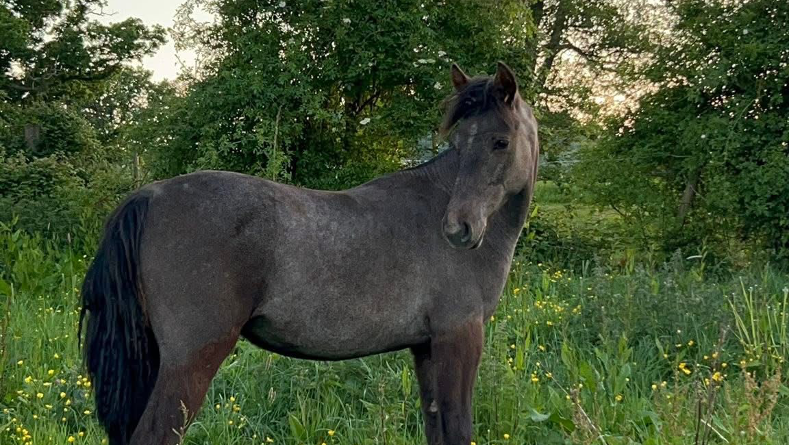 BRING MISSY HOME: saving her for the second time photo