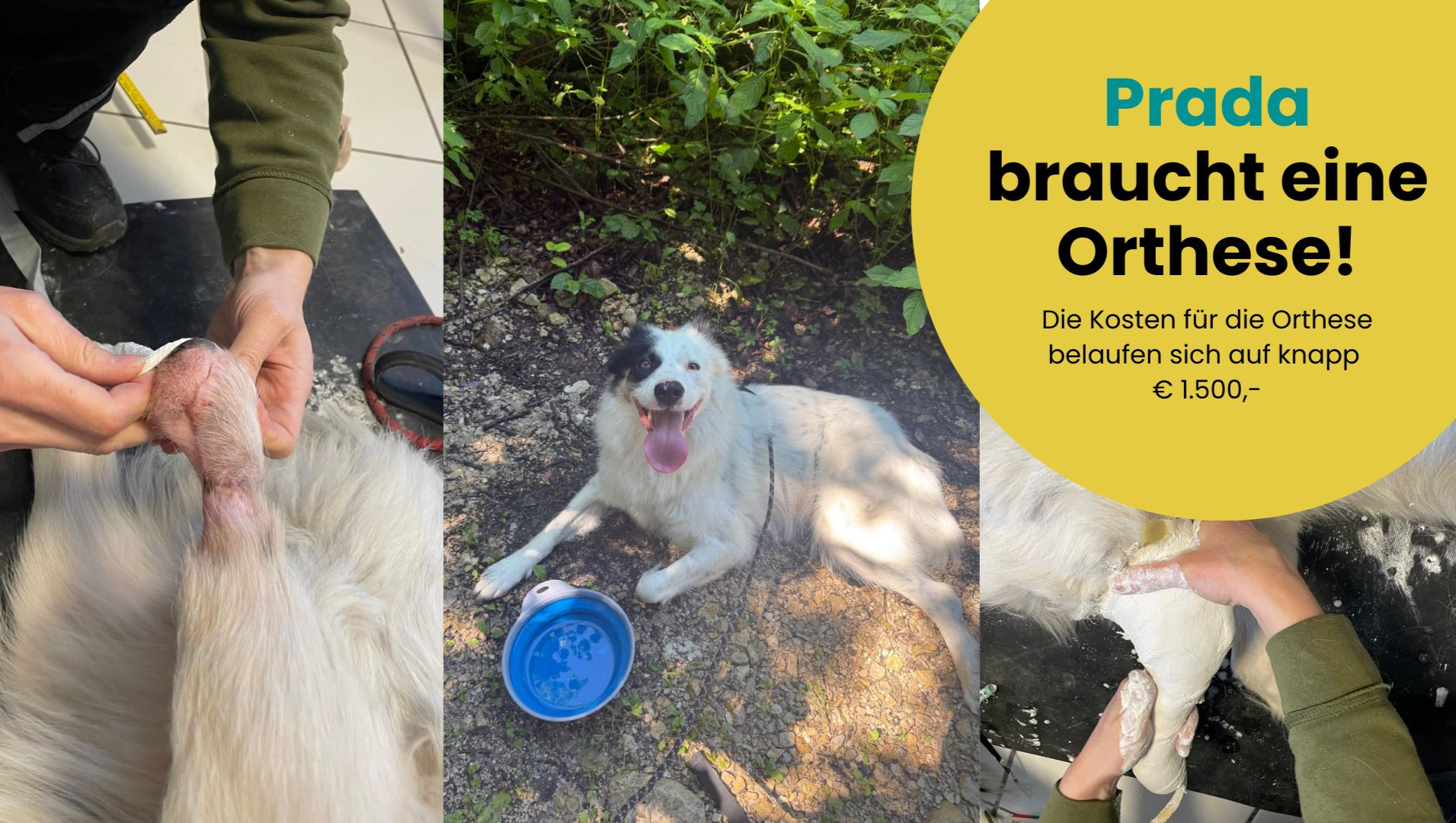 Prada kämpft für ihre Orthese, für ein schmerzfreies Leben! photo