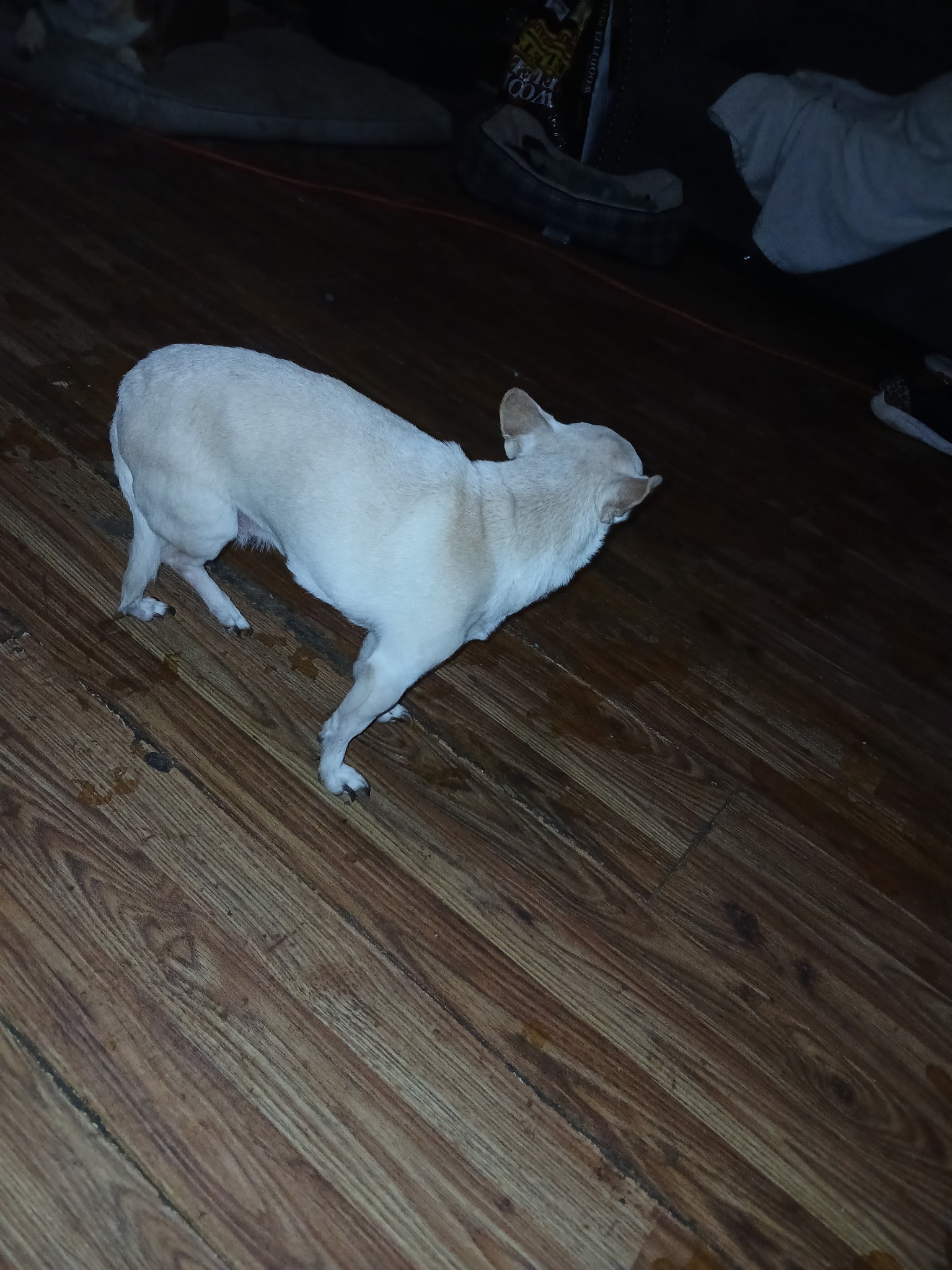 Help My Dog Recover After Leg Injury campaign photo, 2 of 8
