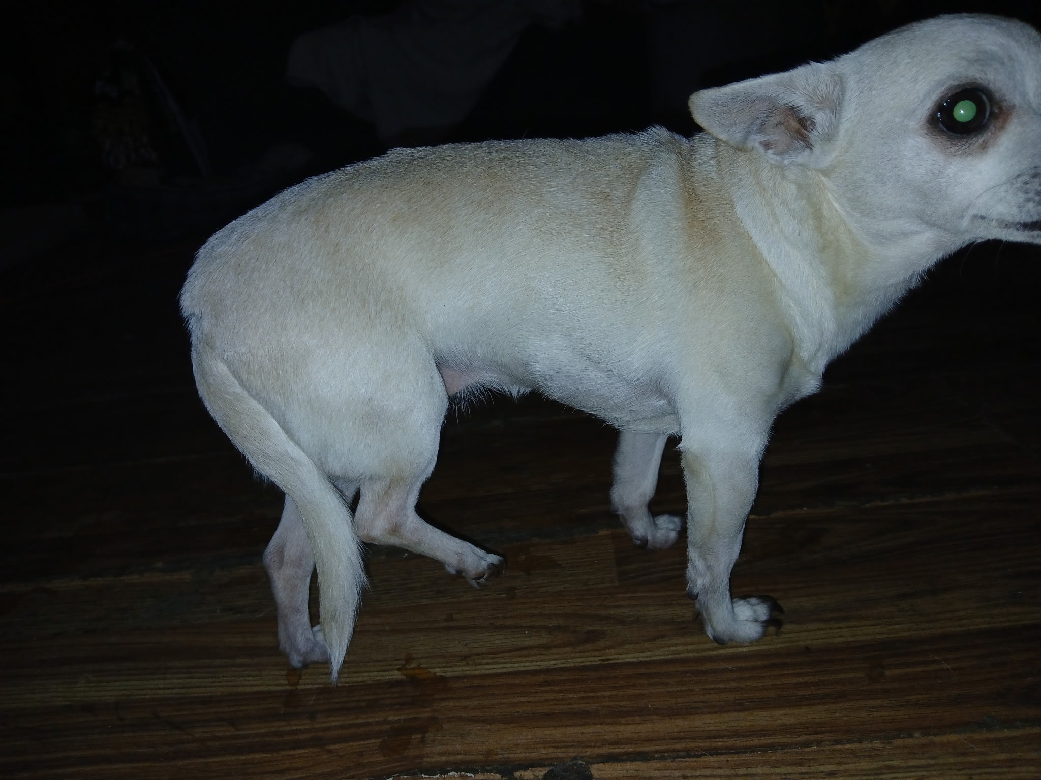 Help My Dog Recover After Leg Injury campaign photo, 5 of 8