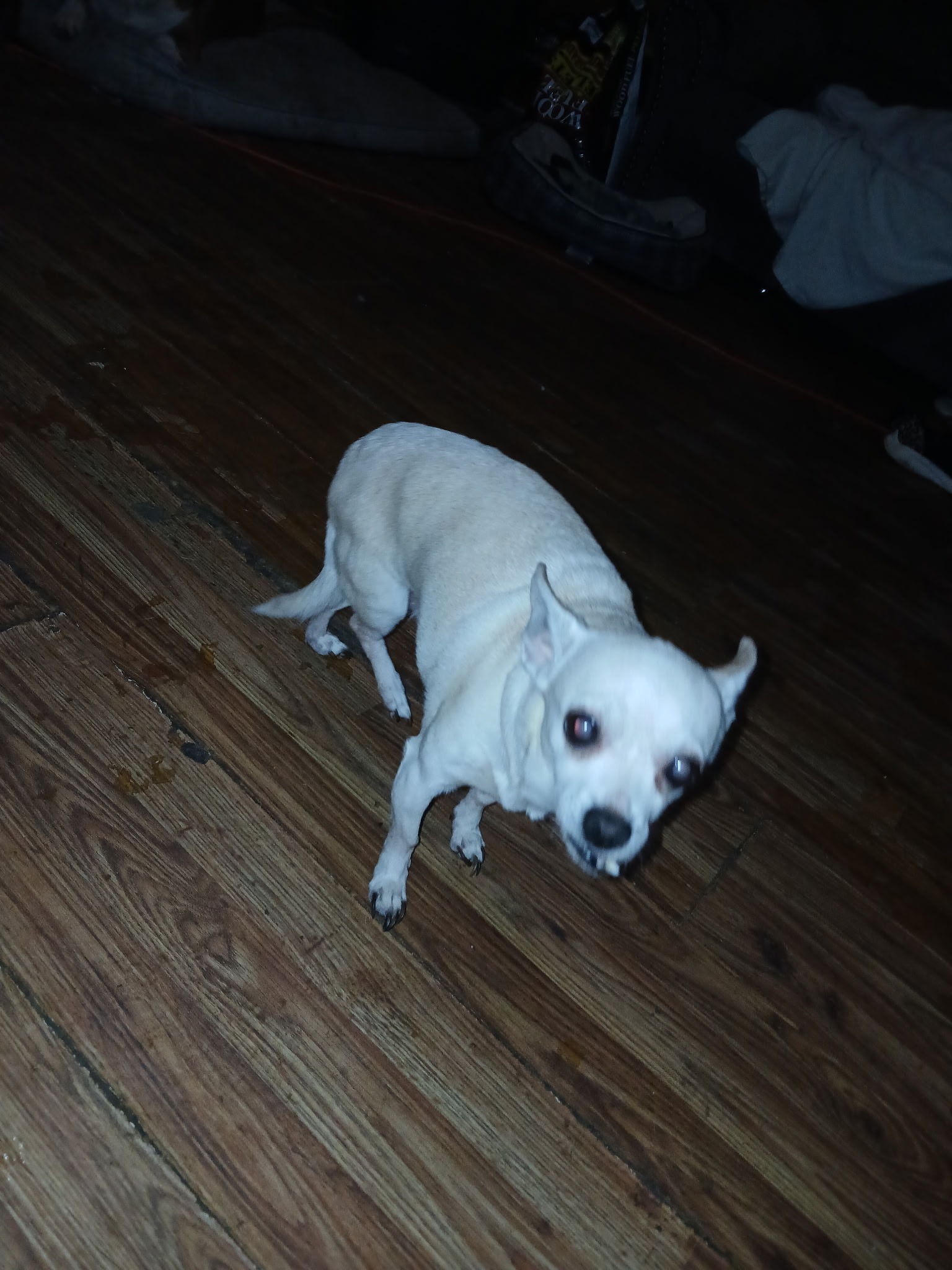 Help My Dog Recover After Leg Injury campaign photo, 4 of 8