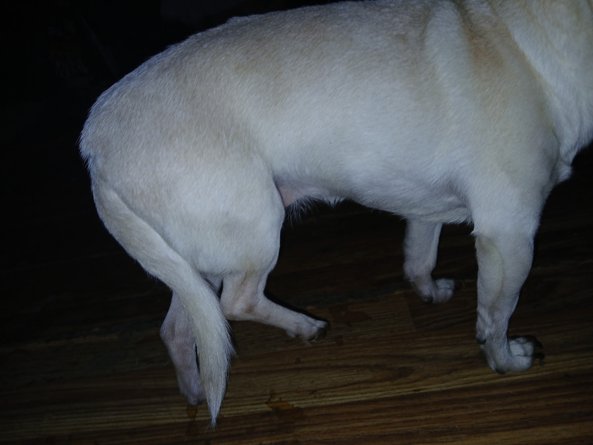 Help My Dog Recover After Leg Injury campaign photo, 6 of 8