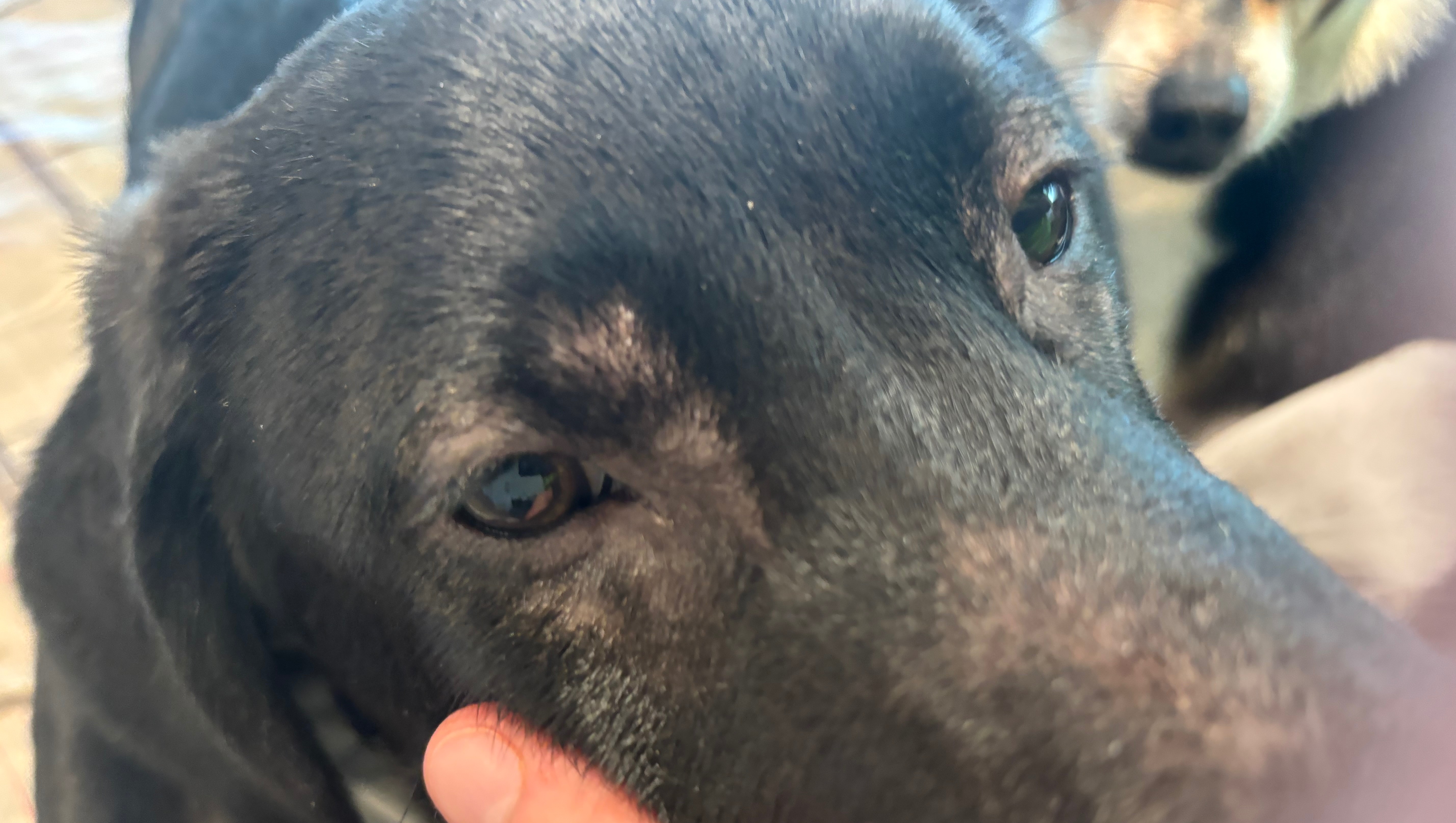 Help My Puppy Get Urgent Vet Care photo