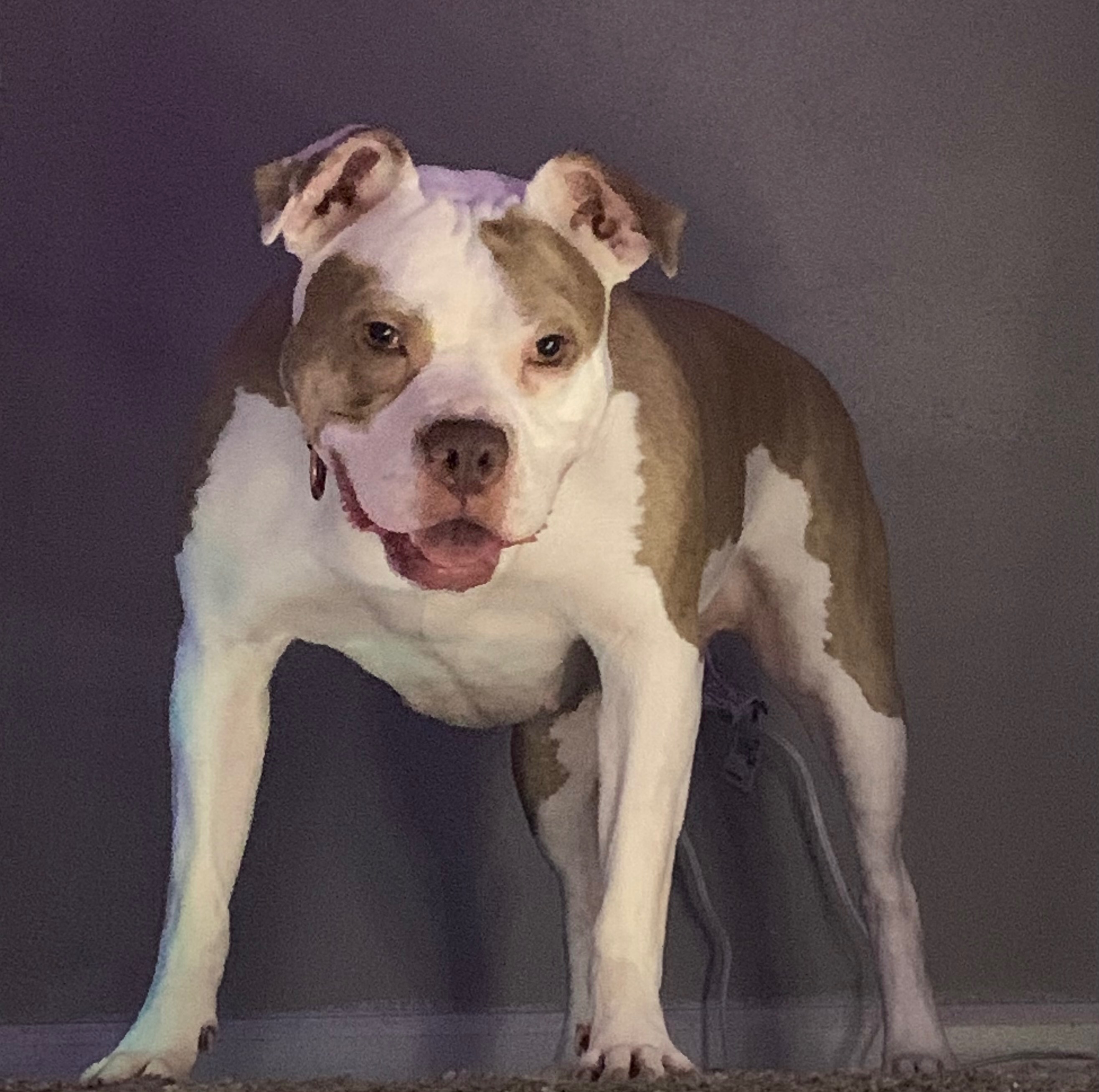 Help Nala Get Life-Saving Surgery campaign photo, 4 of 5