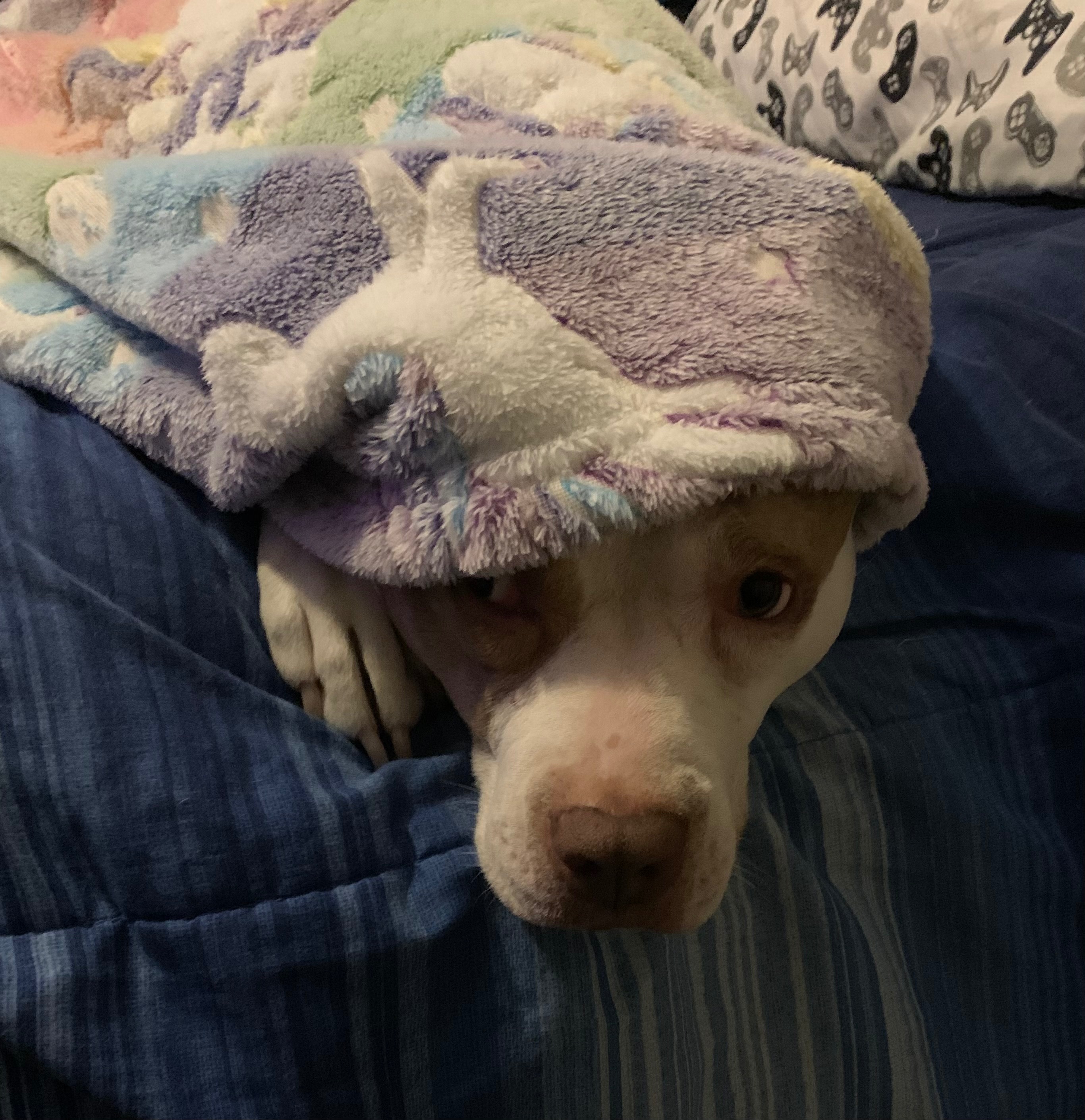Help Nala Get Life-Saving Surgery campaign photo, 2 of 5