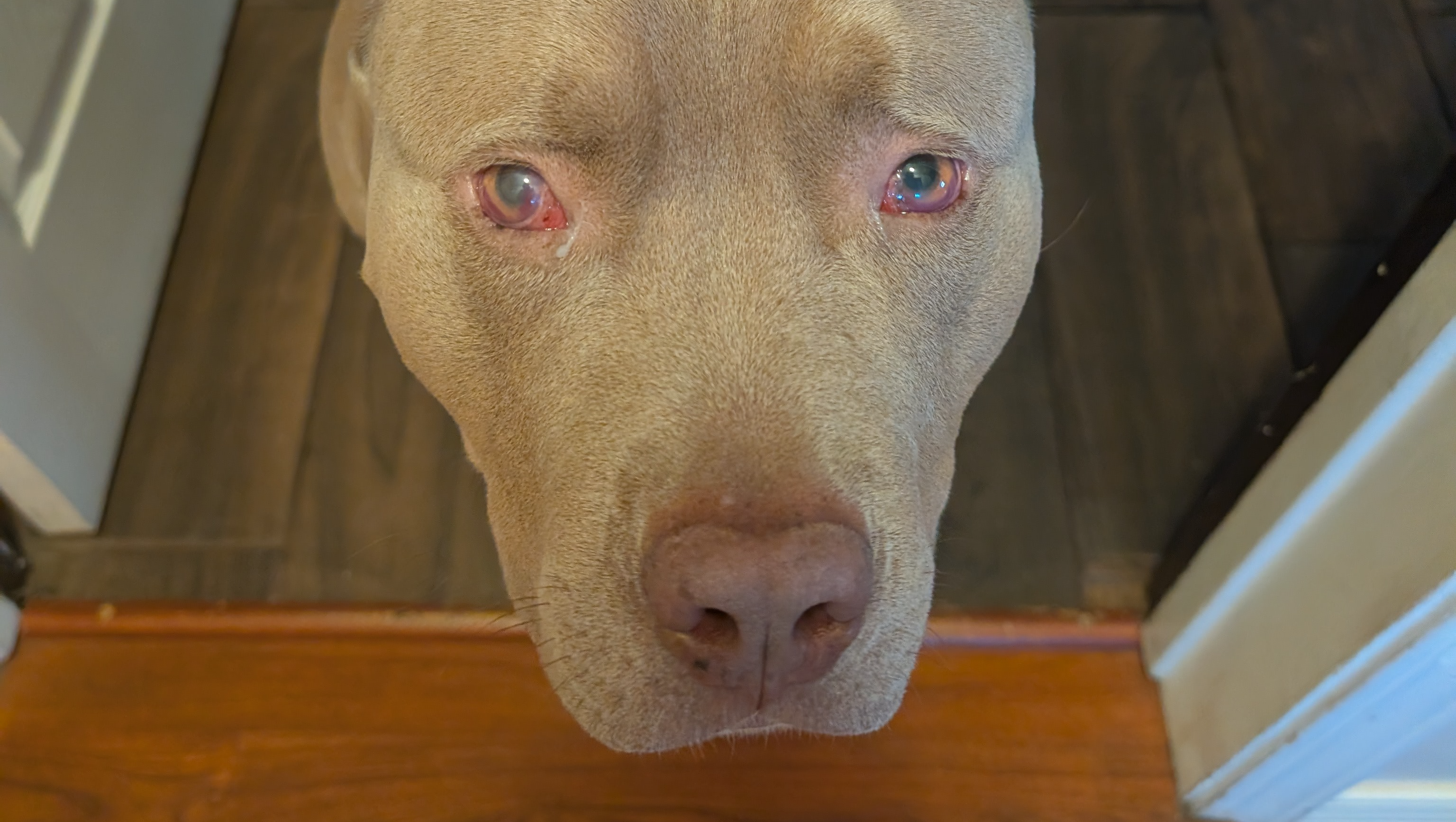 Help My Dog Fight Lymphoma photo