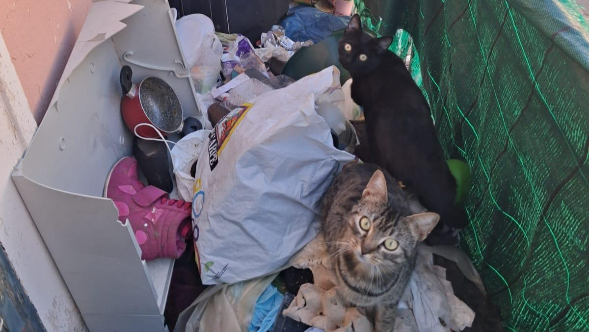 LA CASA DEGLI ORRORI - 7 GATTI DEVONO ESSERE SALVATI photo